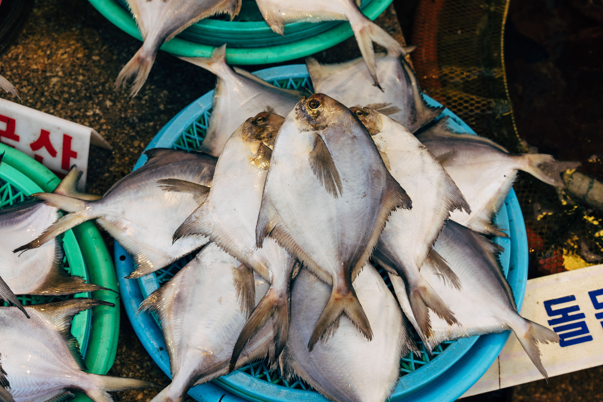Pile of silver pomfret fish in blue plastic baskets at a fish market.