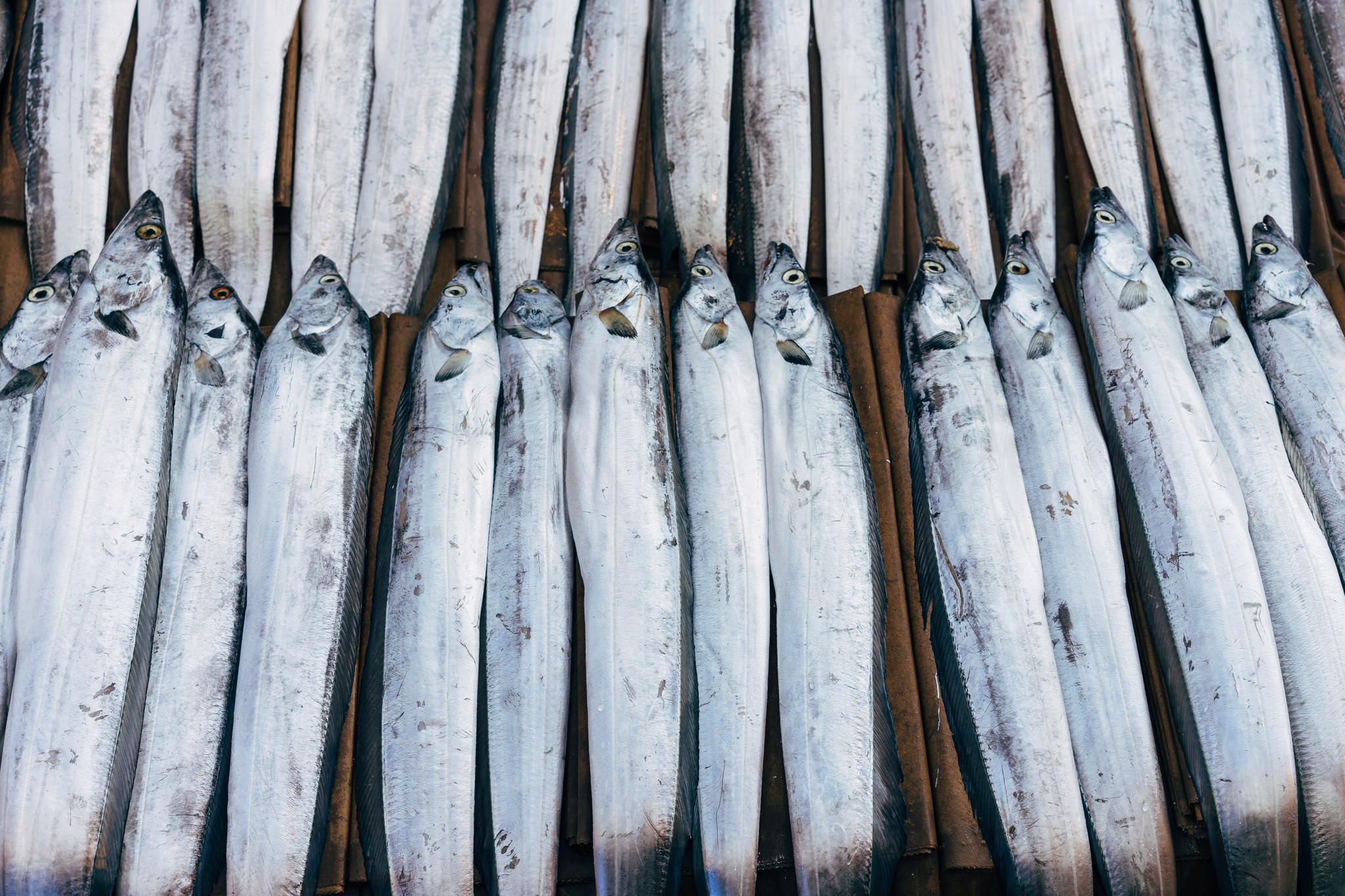Many silver fish arranged neatly on a brown surface at the Busan Fish Market.