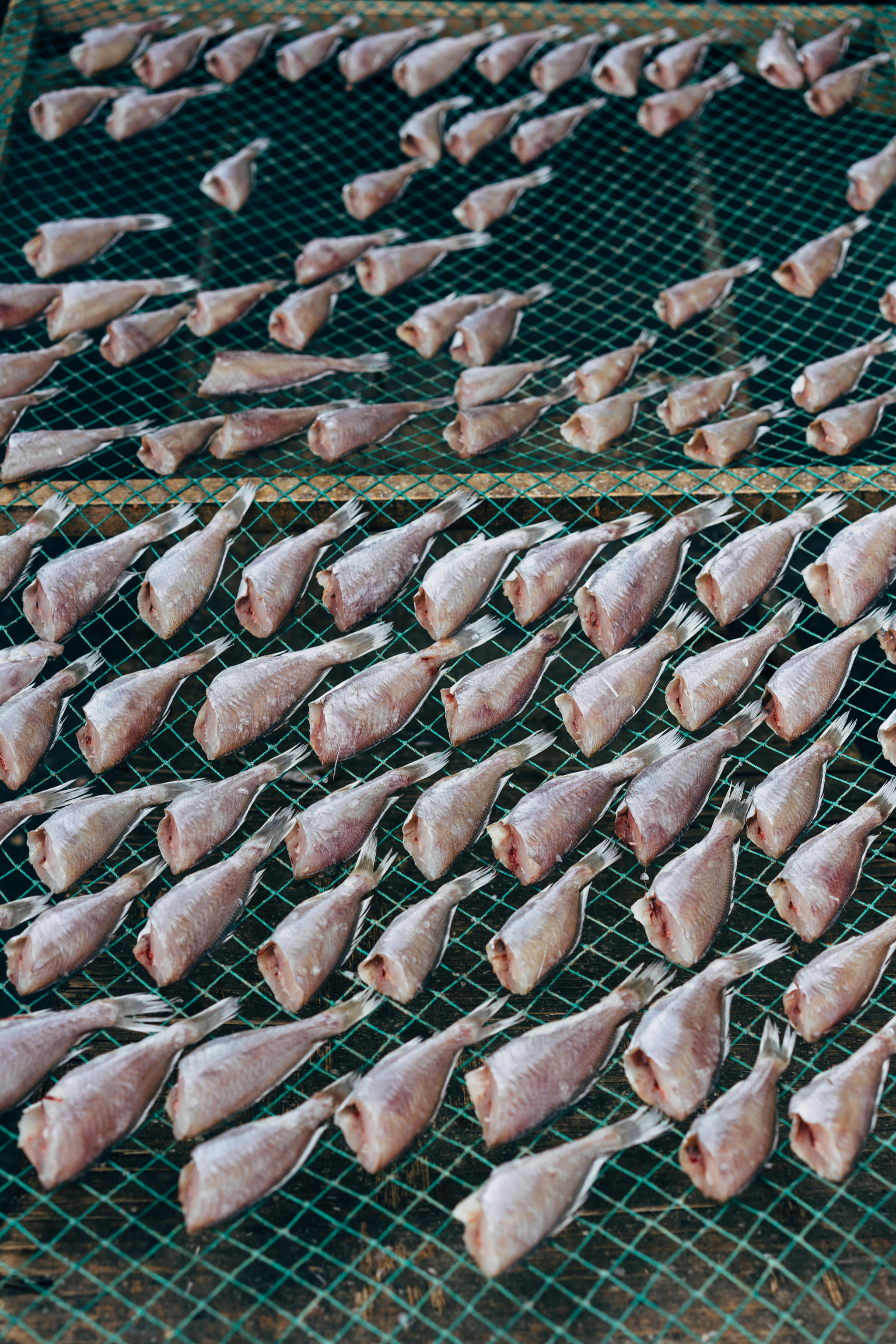 Numerous fish drying on a green mesh.