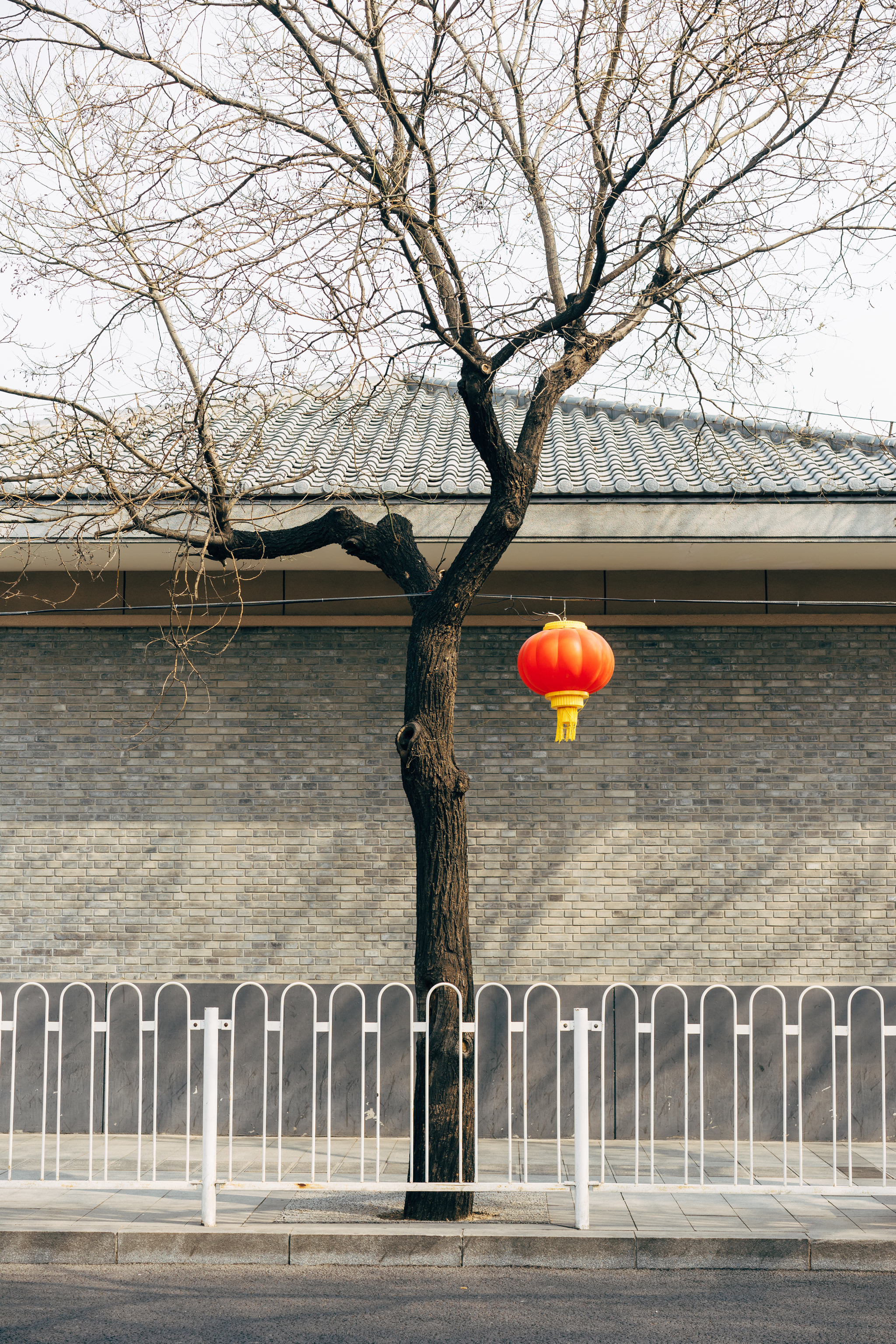 Bare tree with red lantern in front of brick wall and white fence.