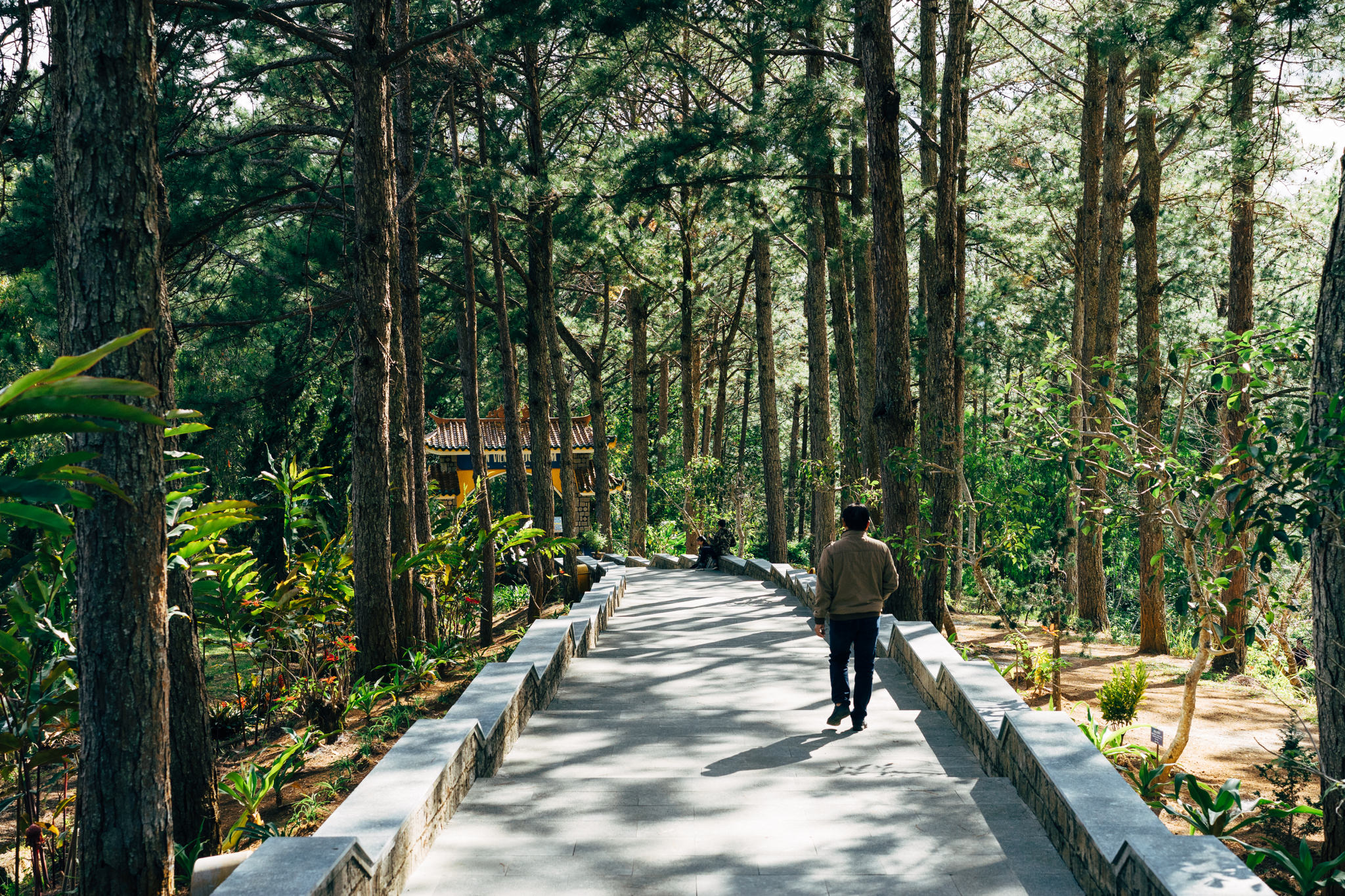 Person walking away on paved path lined with stone walls, through a forest of tall pine trees.