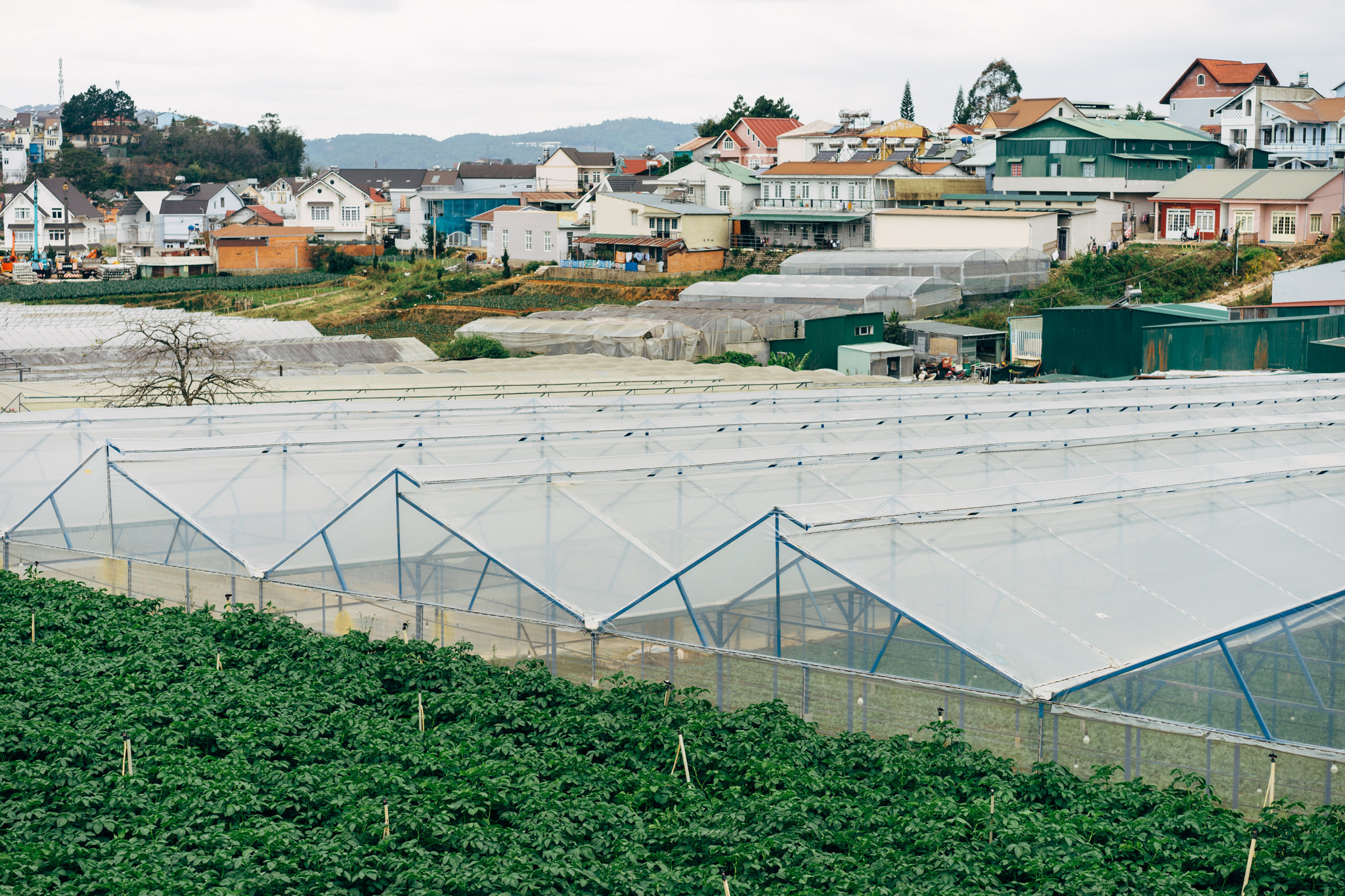 Rows of greenhouses in a rural Vietnamese farm.