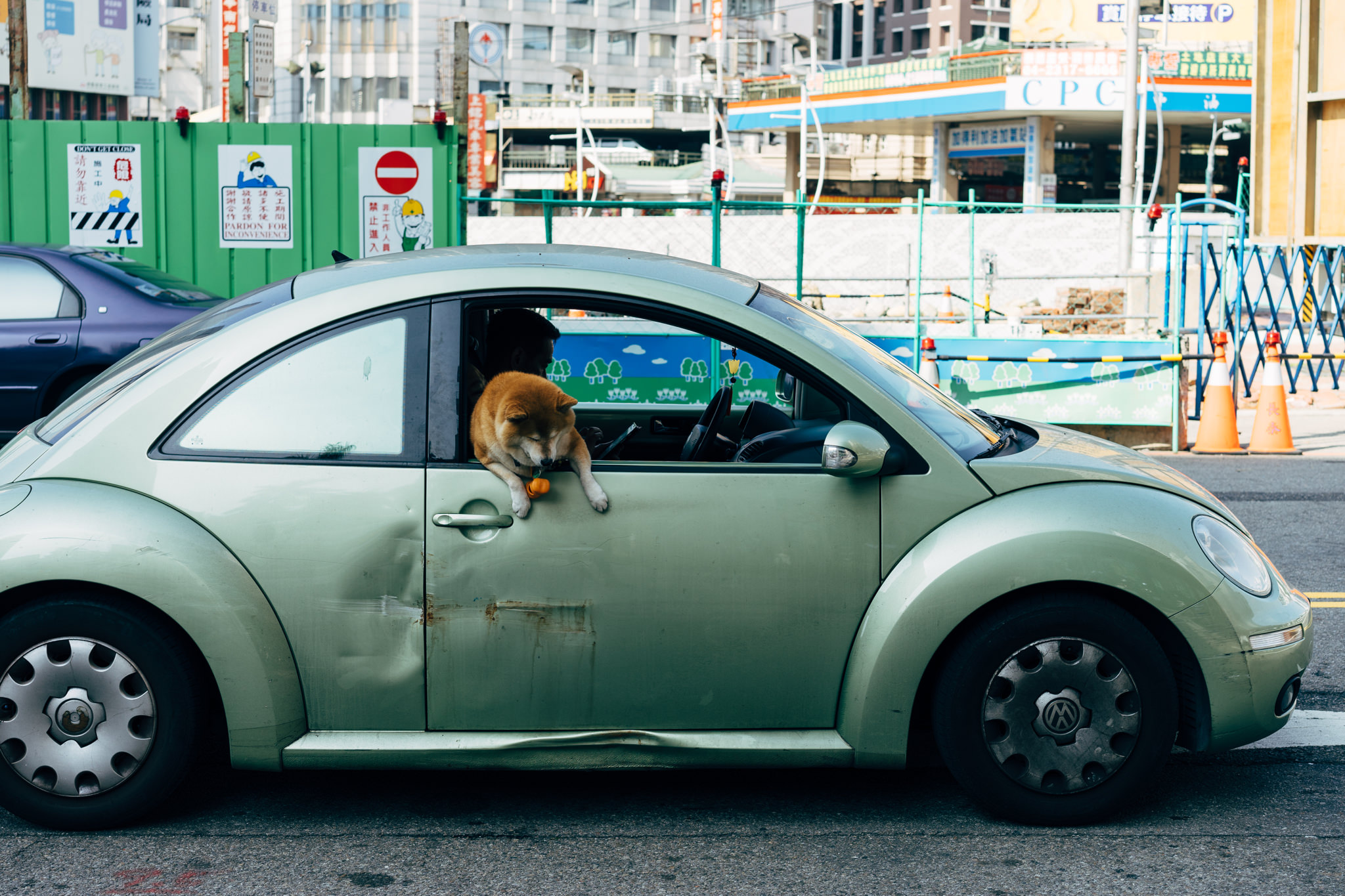 A Shiba Inu dog hangs out the window of a light green Volkswagen Beetle.