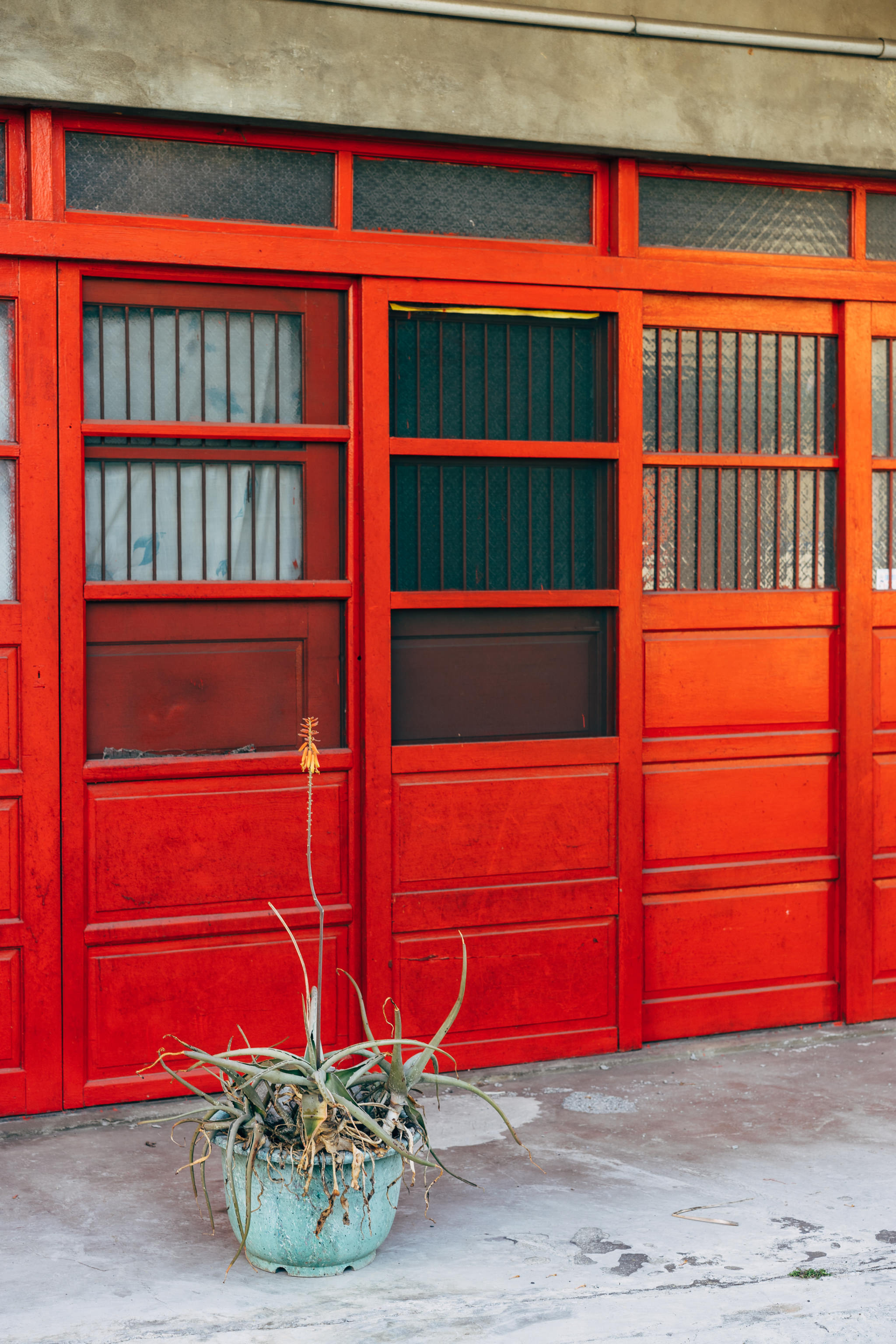 A potted aloe vera plant sits in front of a bright red door with multiple windows.