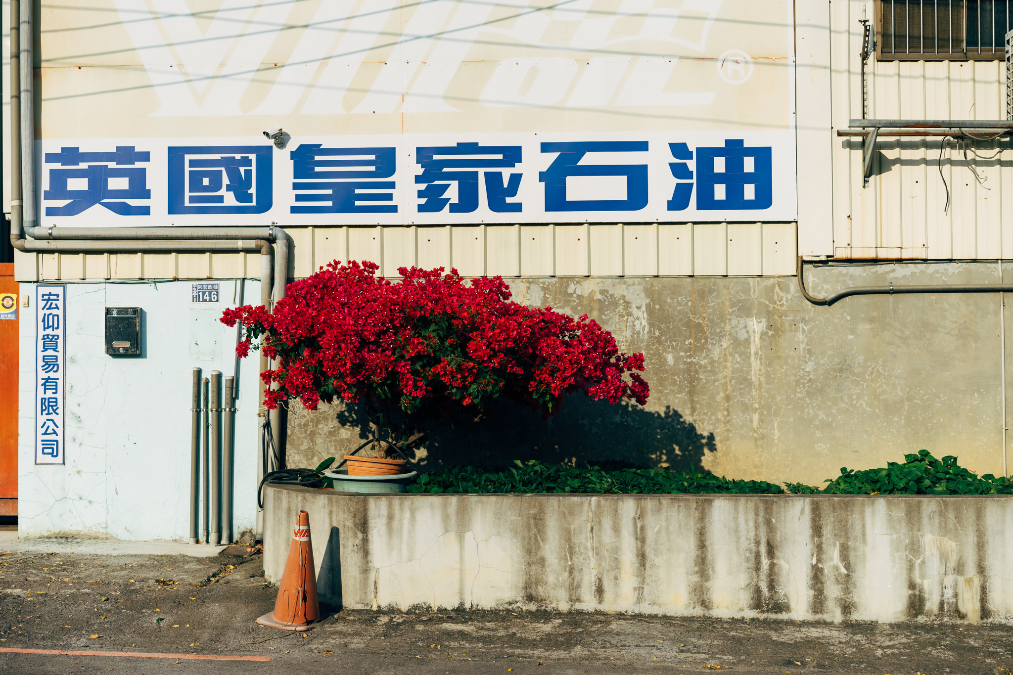 A vibrant bougainvillea bush in front of a building with a blue sign in Chinese characters.