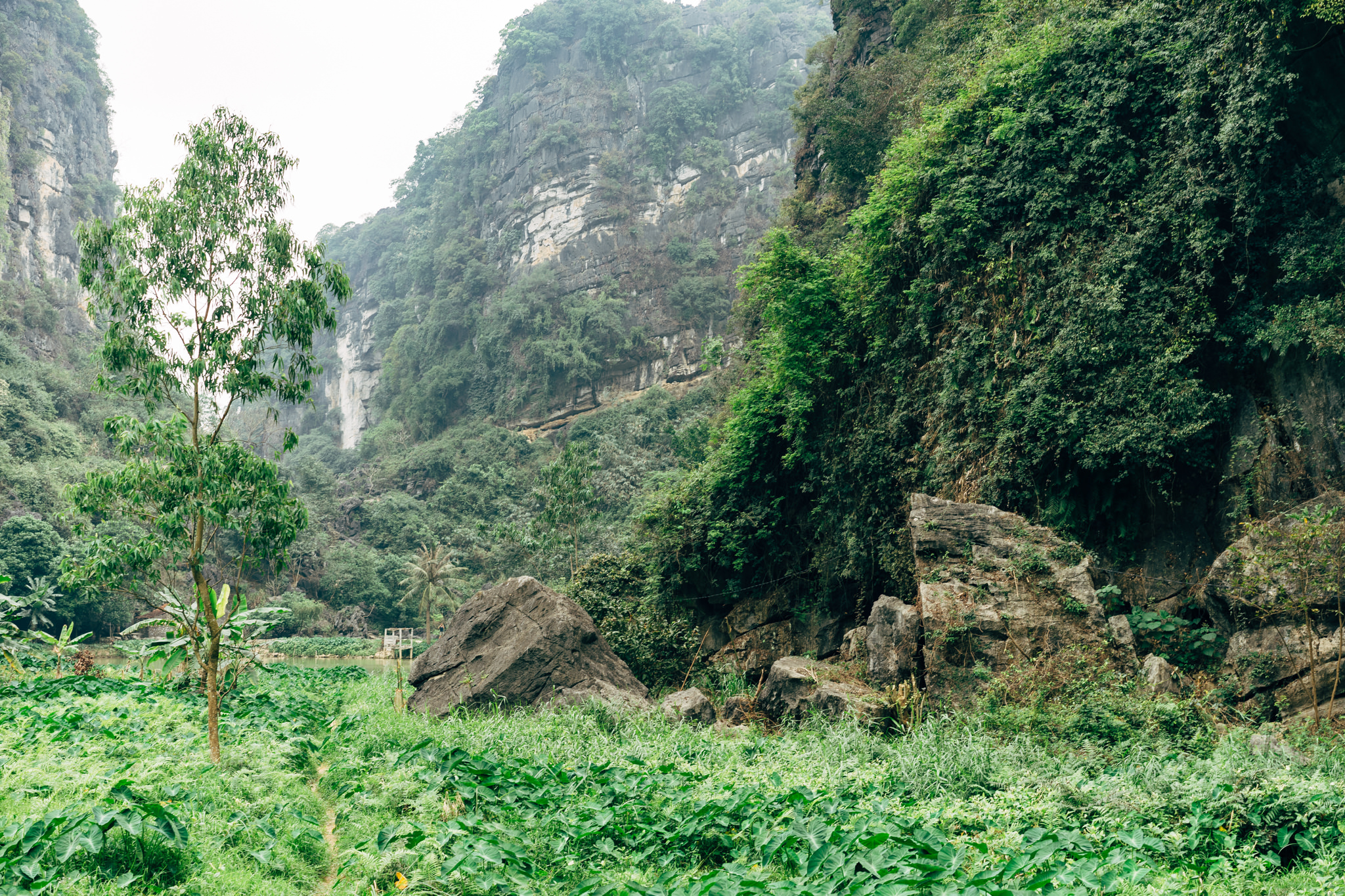 Lush green vegetation and large rocks at the base of a steep, heavily vegetated cliff face in Tam Coc, Vietnam.