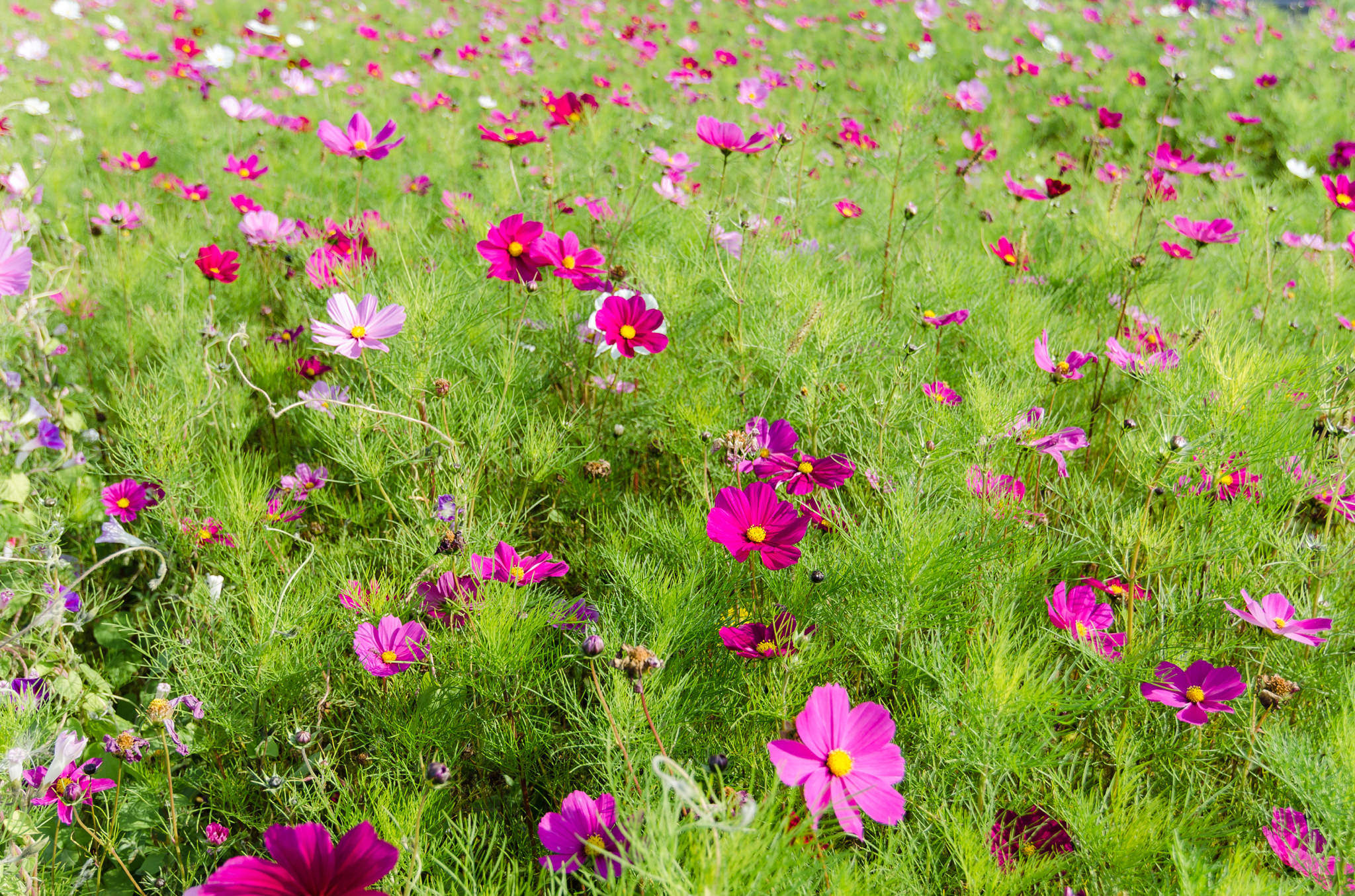 Field of pink and purple cosmos flowers.
