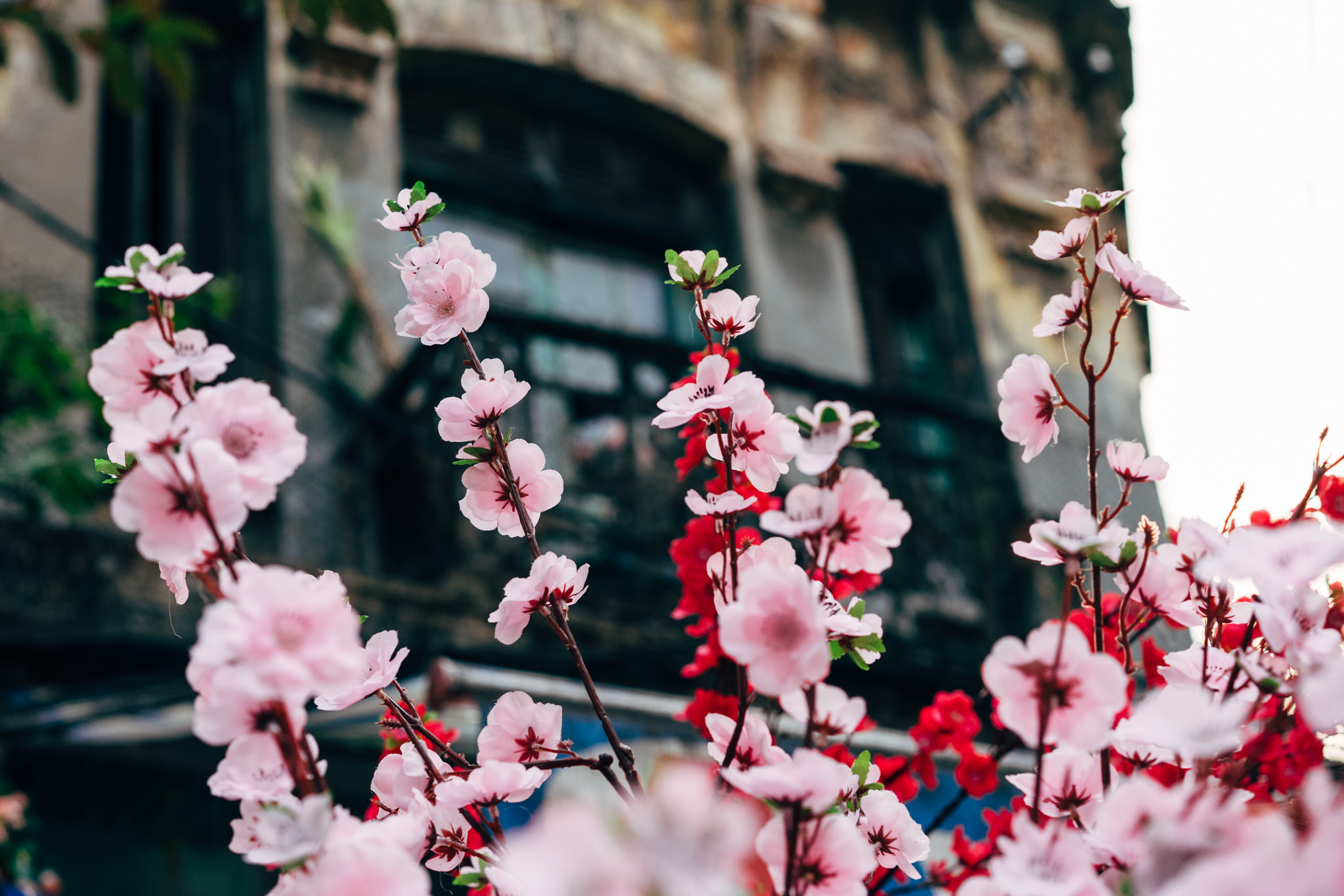 Pink flowers in front of a blurred building.