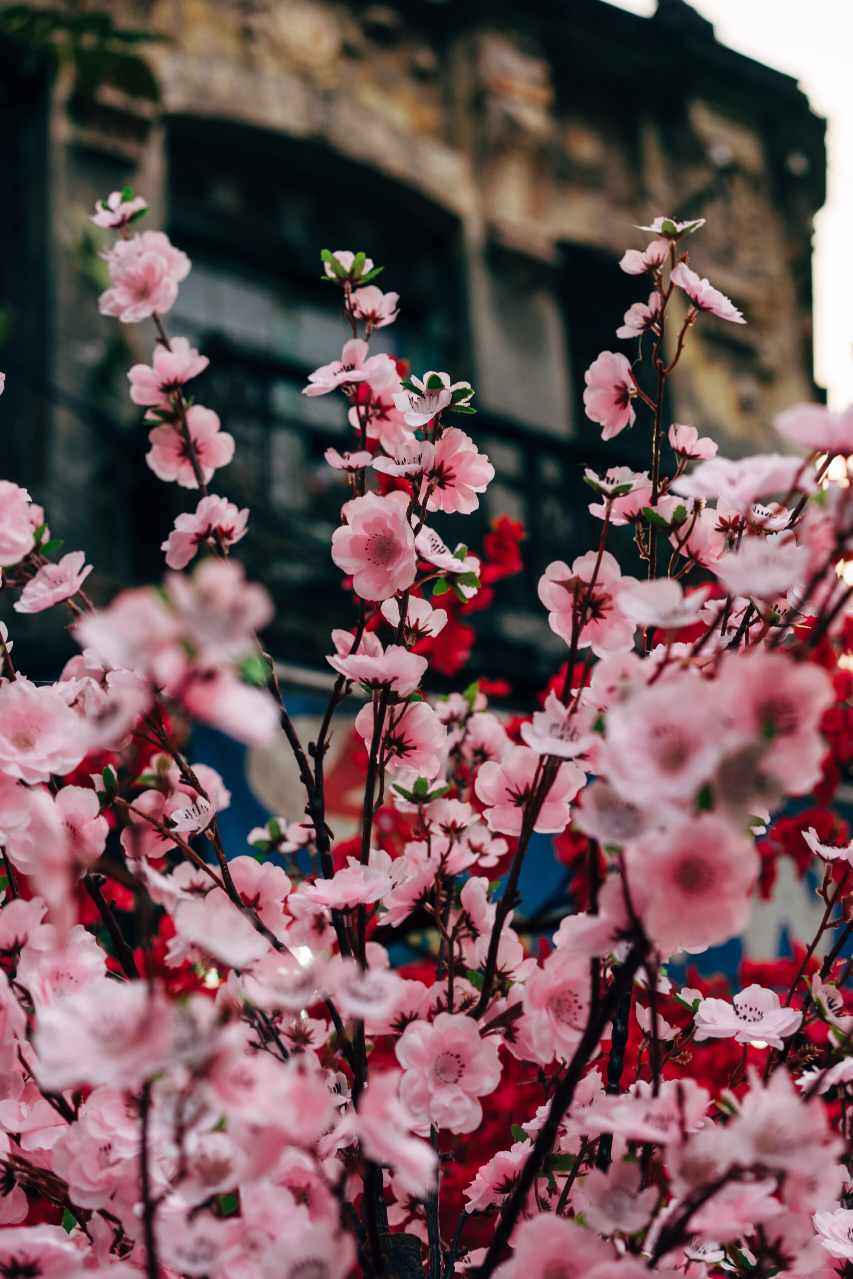 Close-up of a pink flowering branch in front of a blurry building.