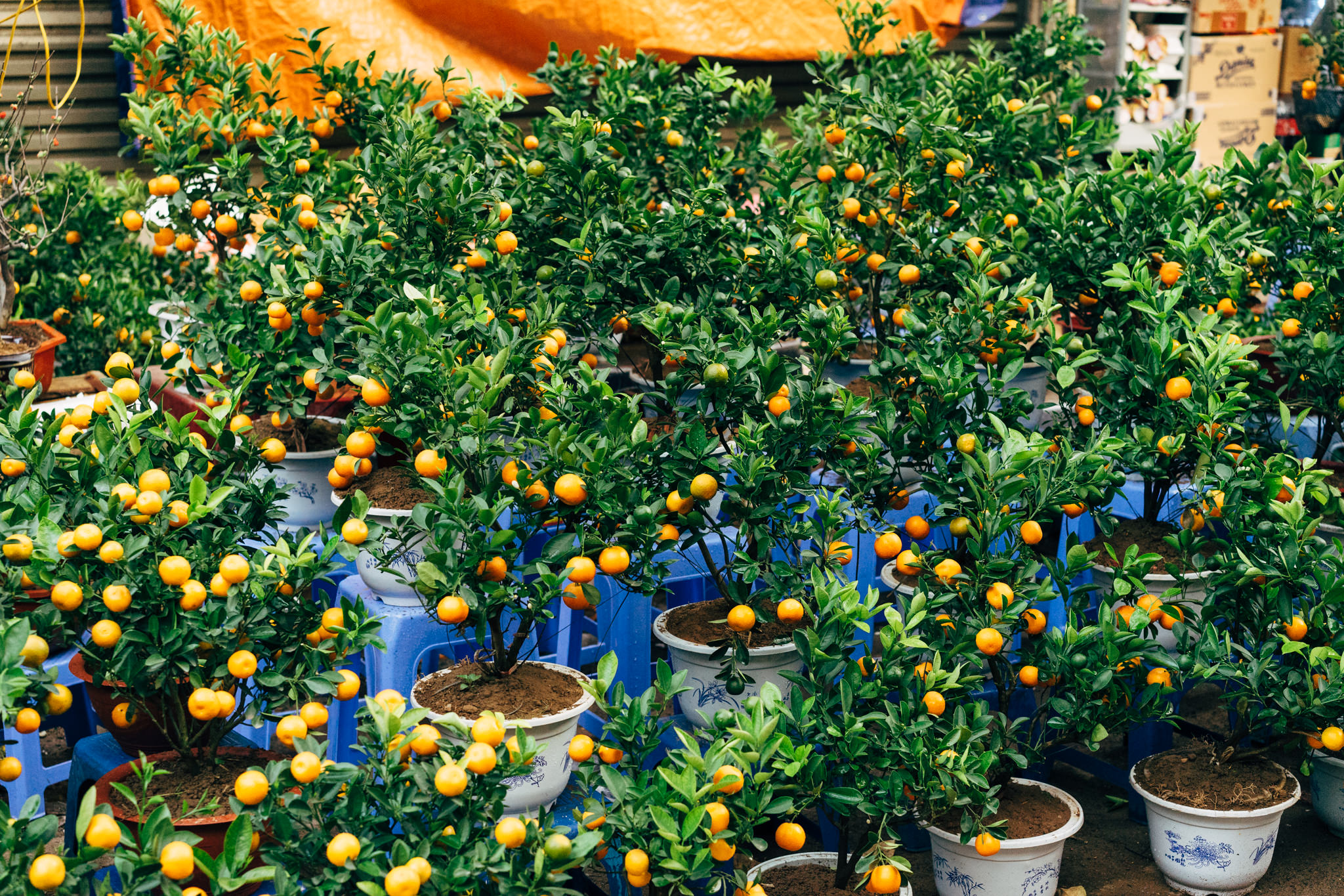 Many potted mandarin orange trees laden with small, ripe oranges.