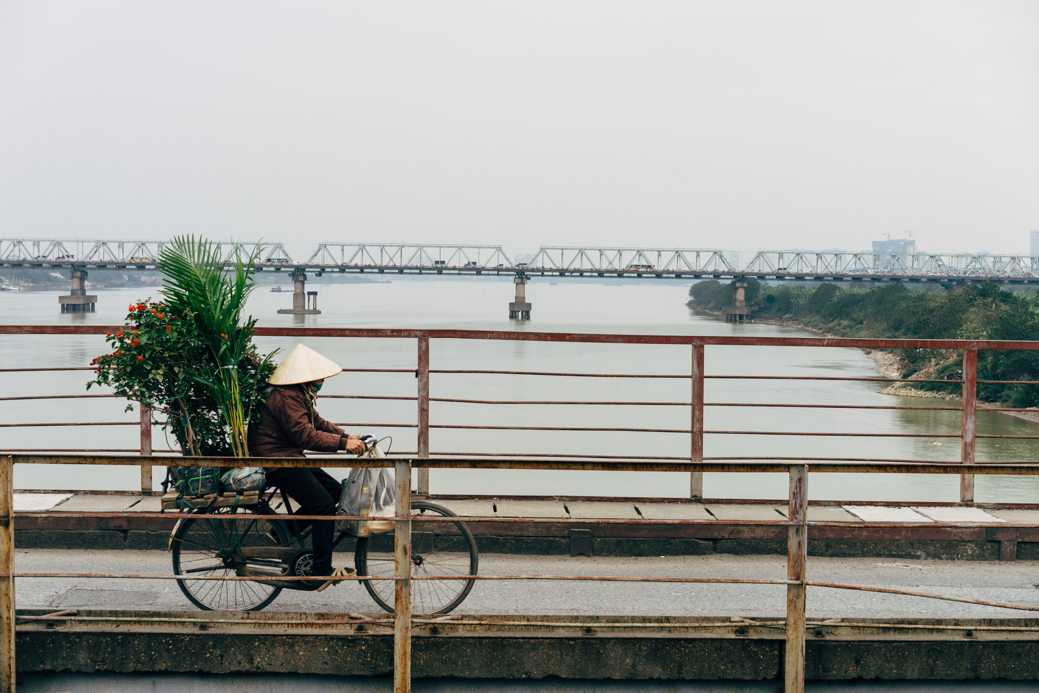 Person on bicycle carrying plants on bridge over river.