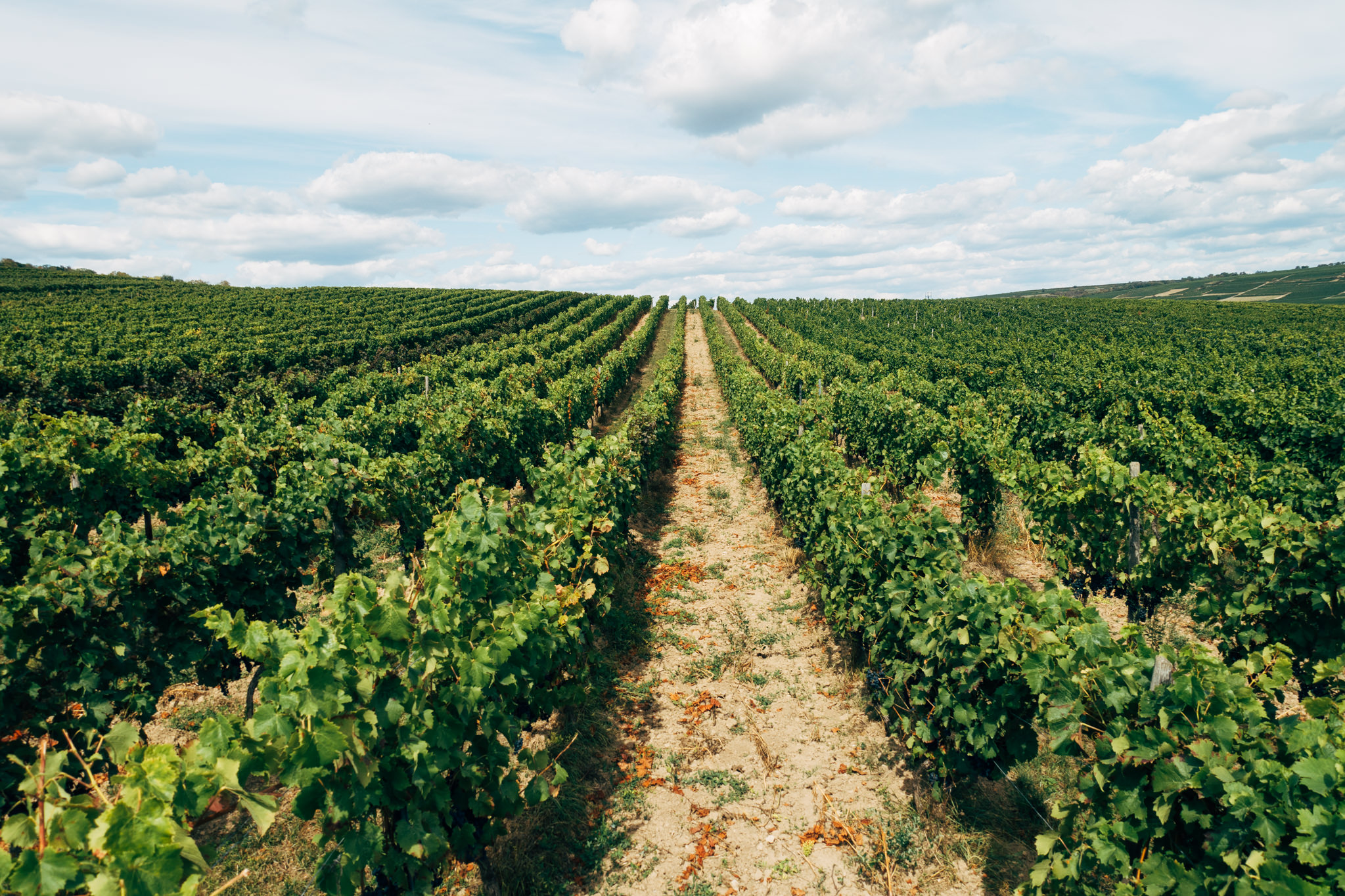 German vineyard with rows of grapevines under a partly cloudy sky.