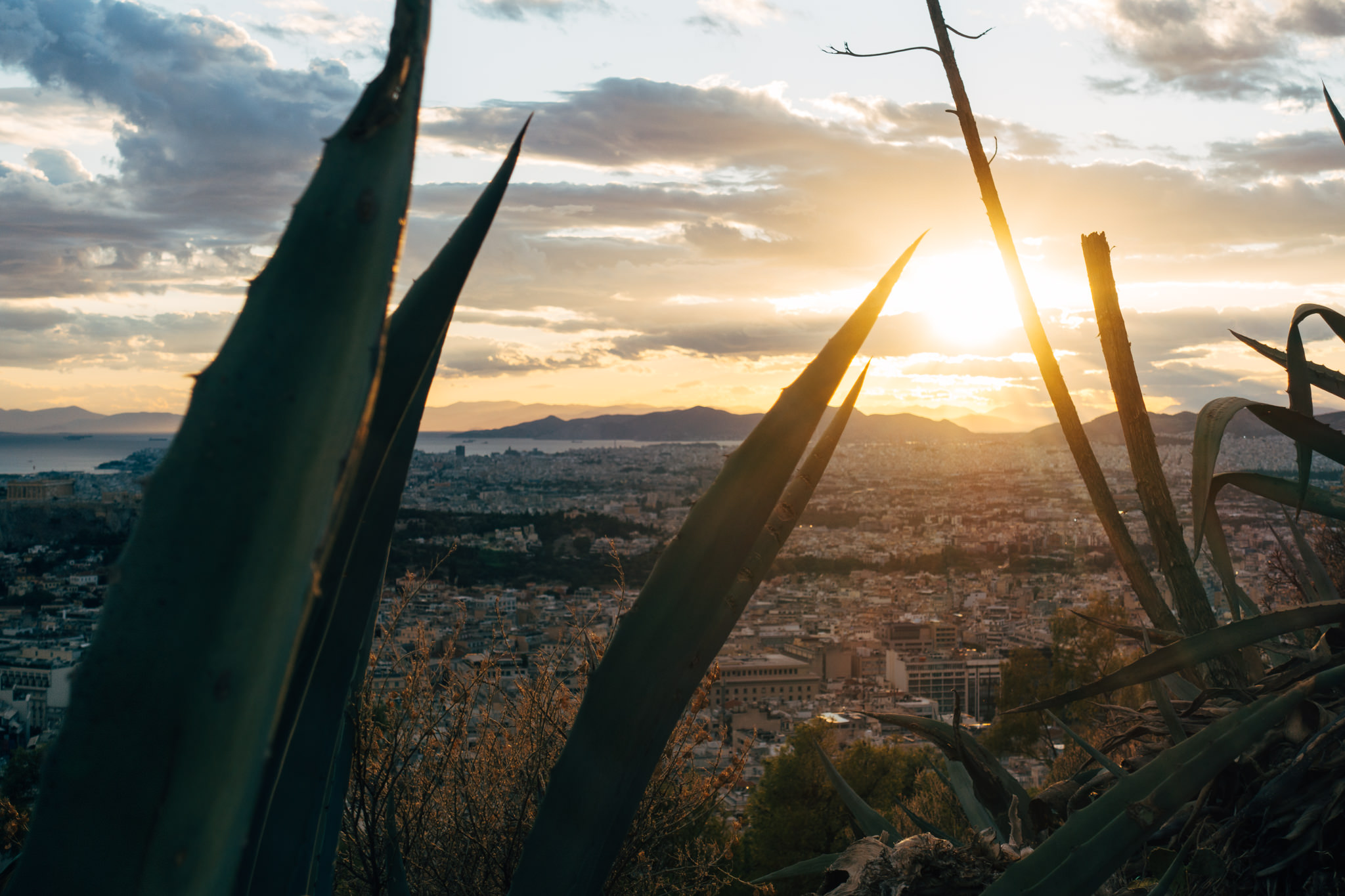 Sunset over Athens, viewed through agave plants.
