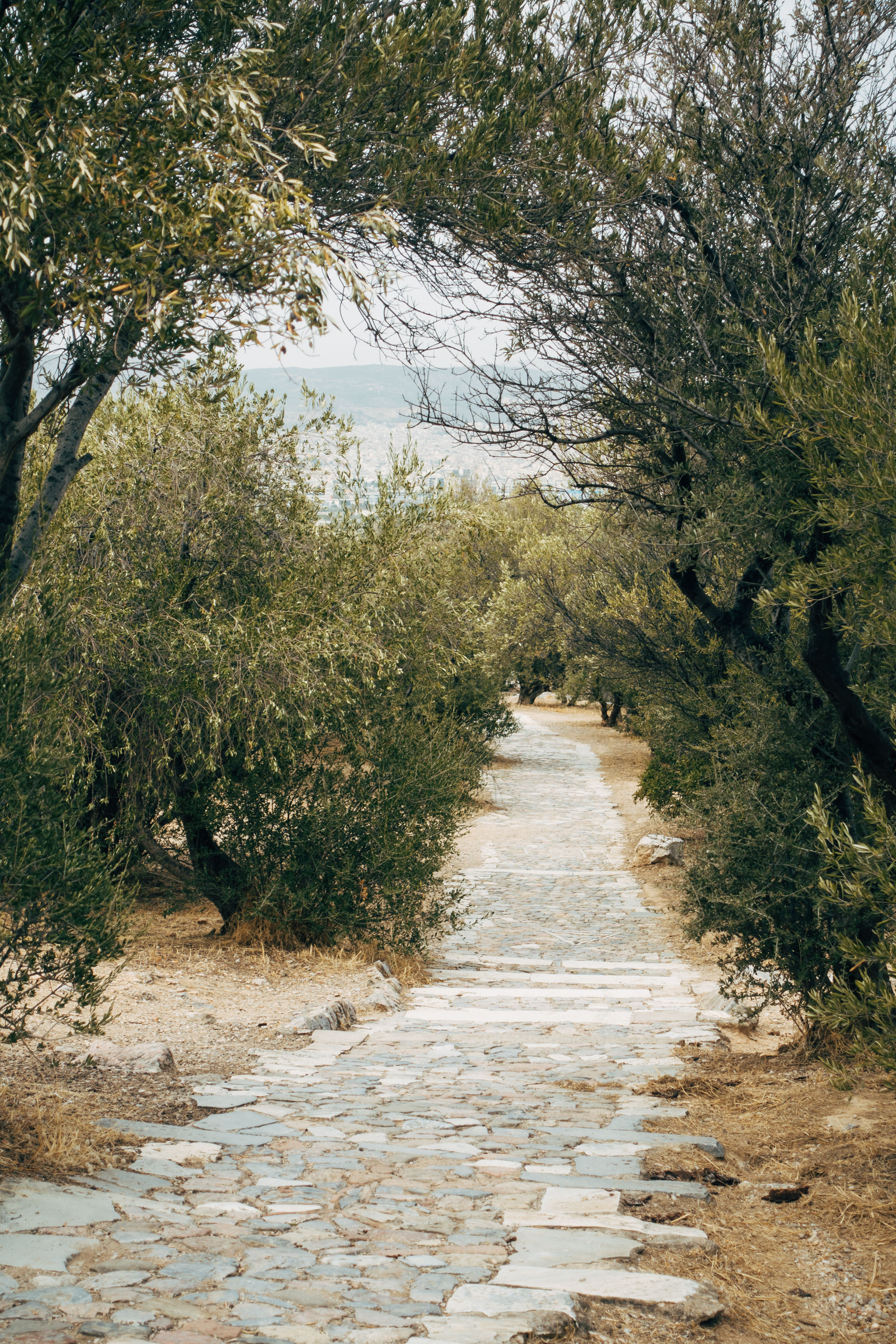 Stone path lined with olive trees on Philopappos Hill in Athens.