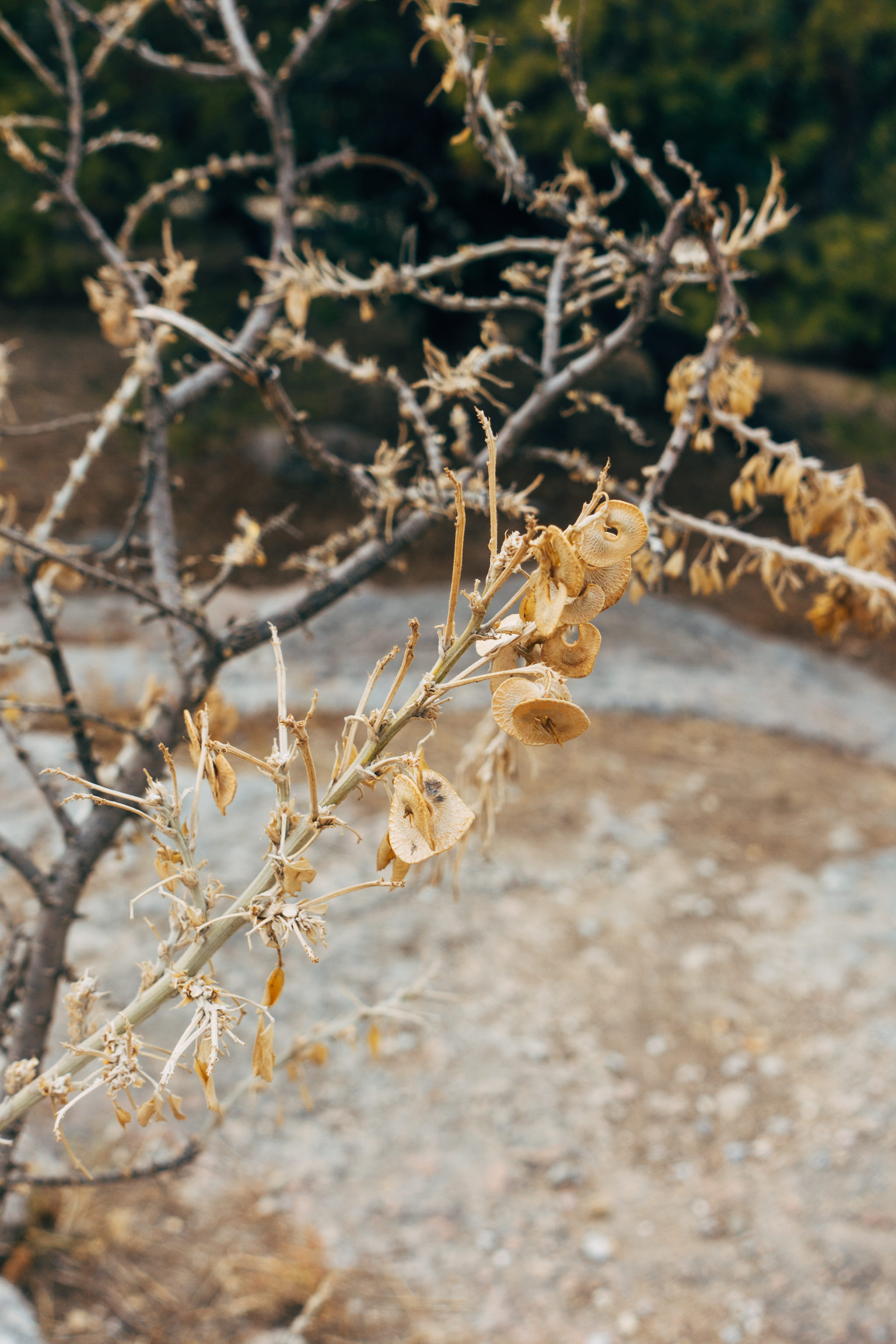 Close-up of dried plant with beige seed pods on a branch.