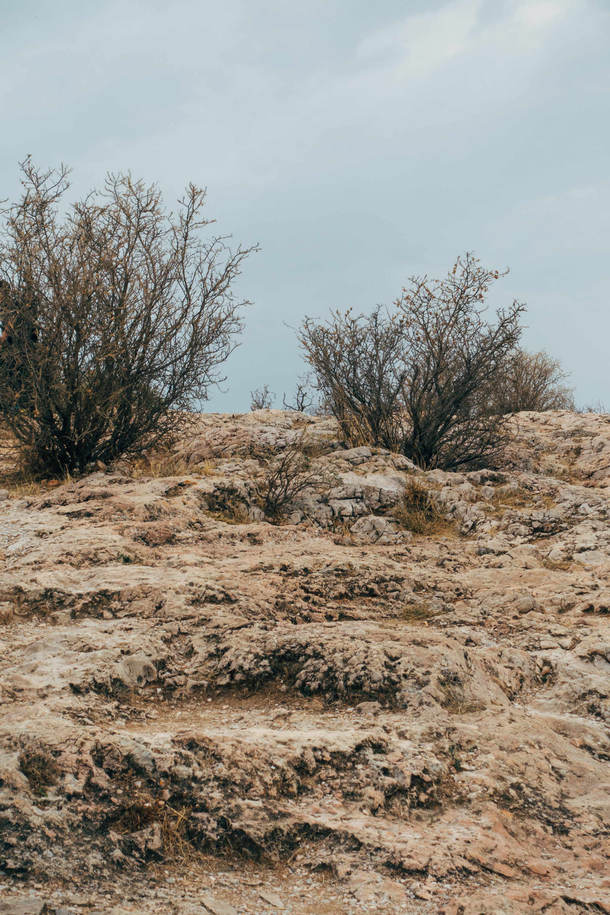 Dry, leafless shrubs on a rocky hillside.