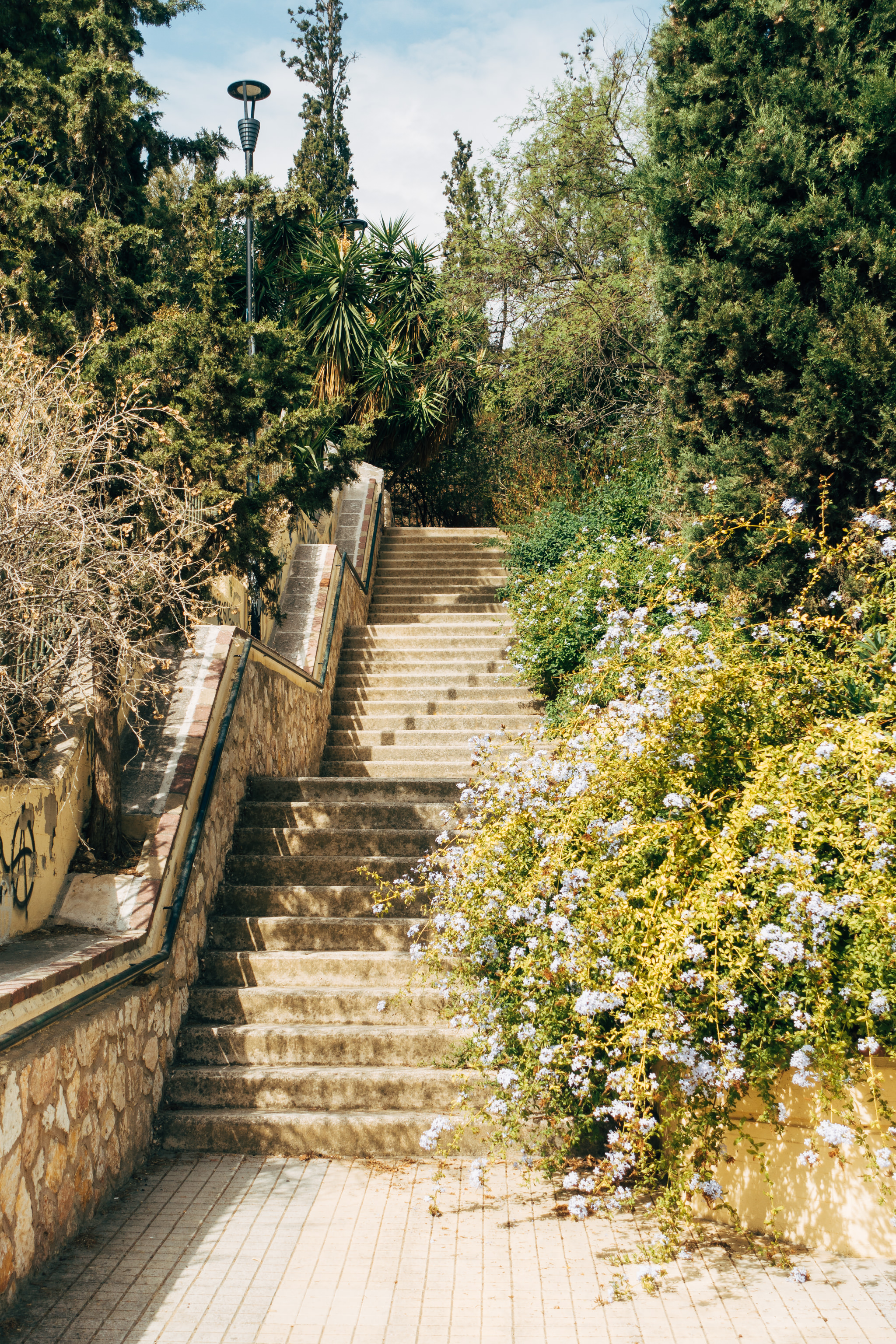 Stone steps ascending through a garden with flowering bushes.