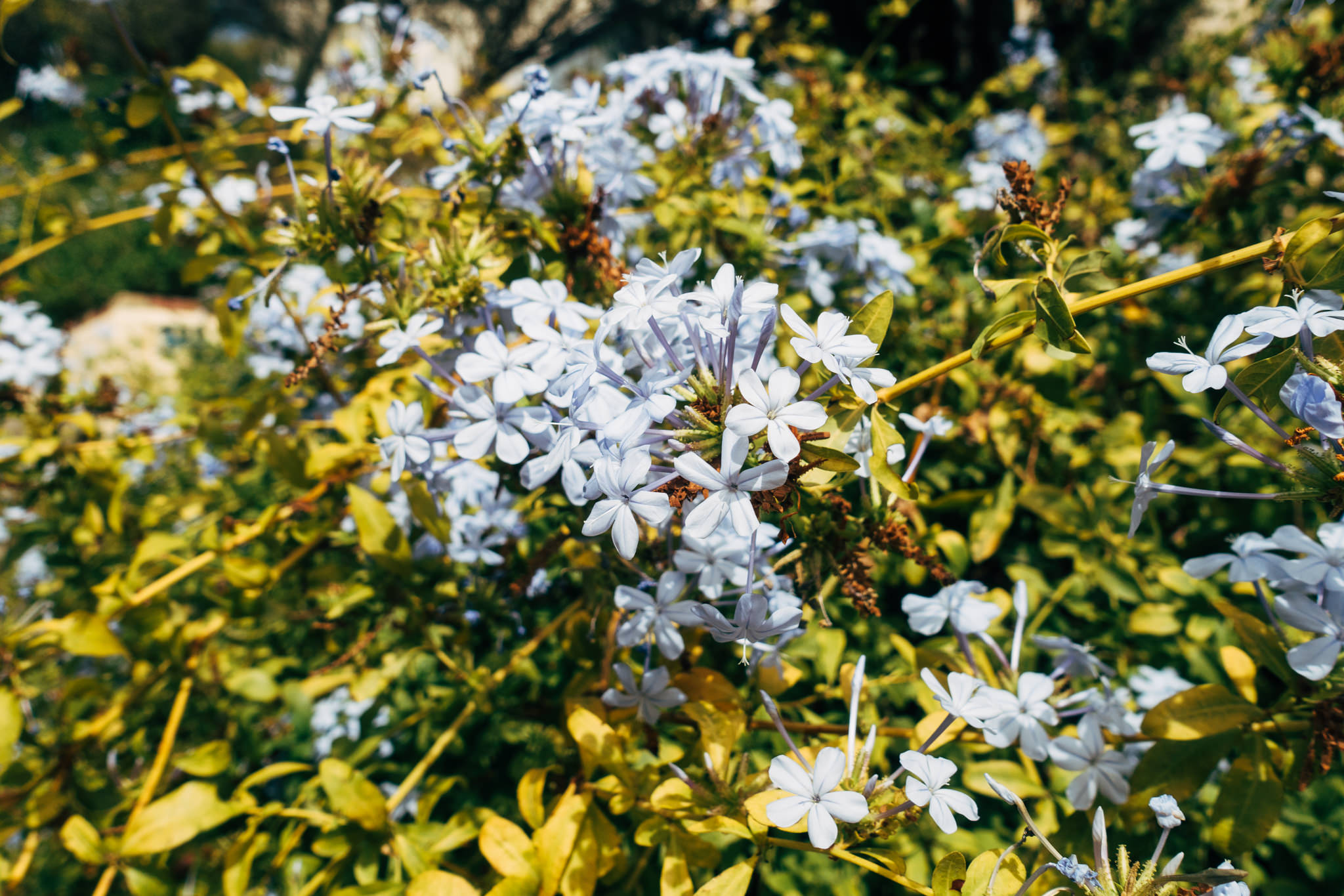 Close-up of light purple flowers in Athens, Greece.