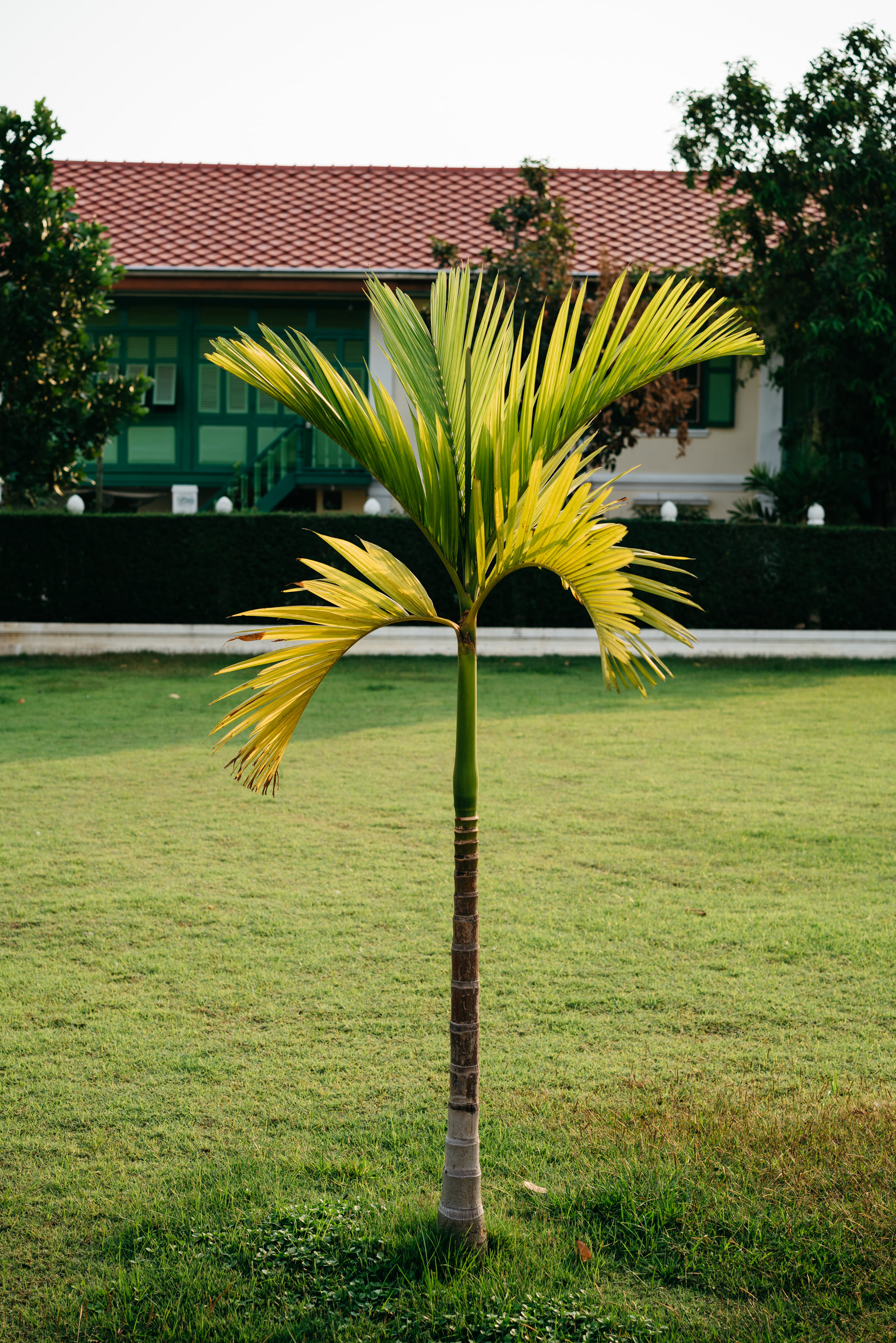 Small palm tree in grassy lawn with building in background.