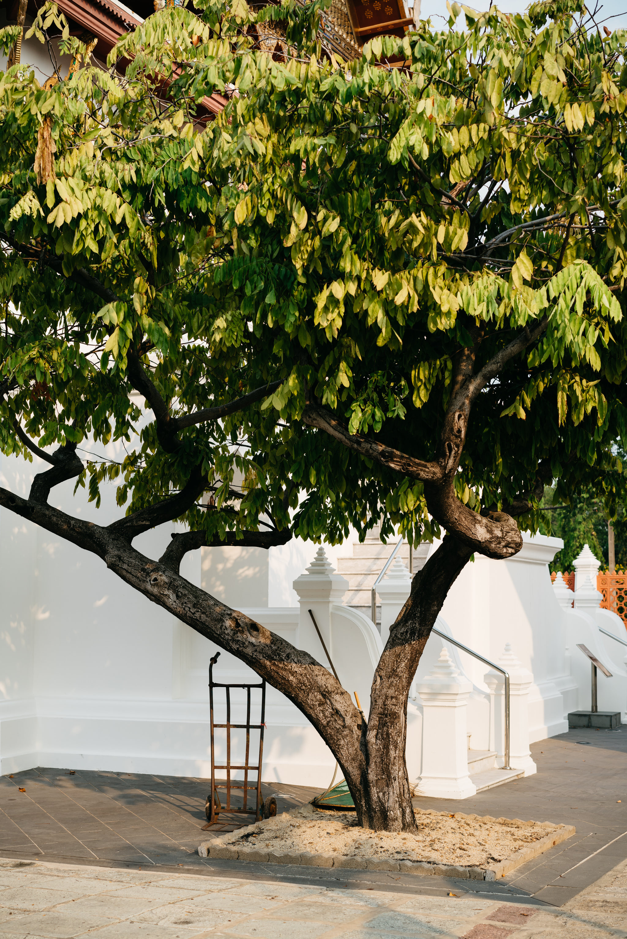 Large tree with a thick trunk next to a white building.