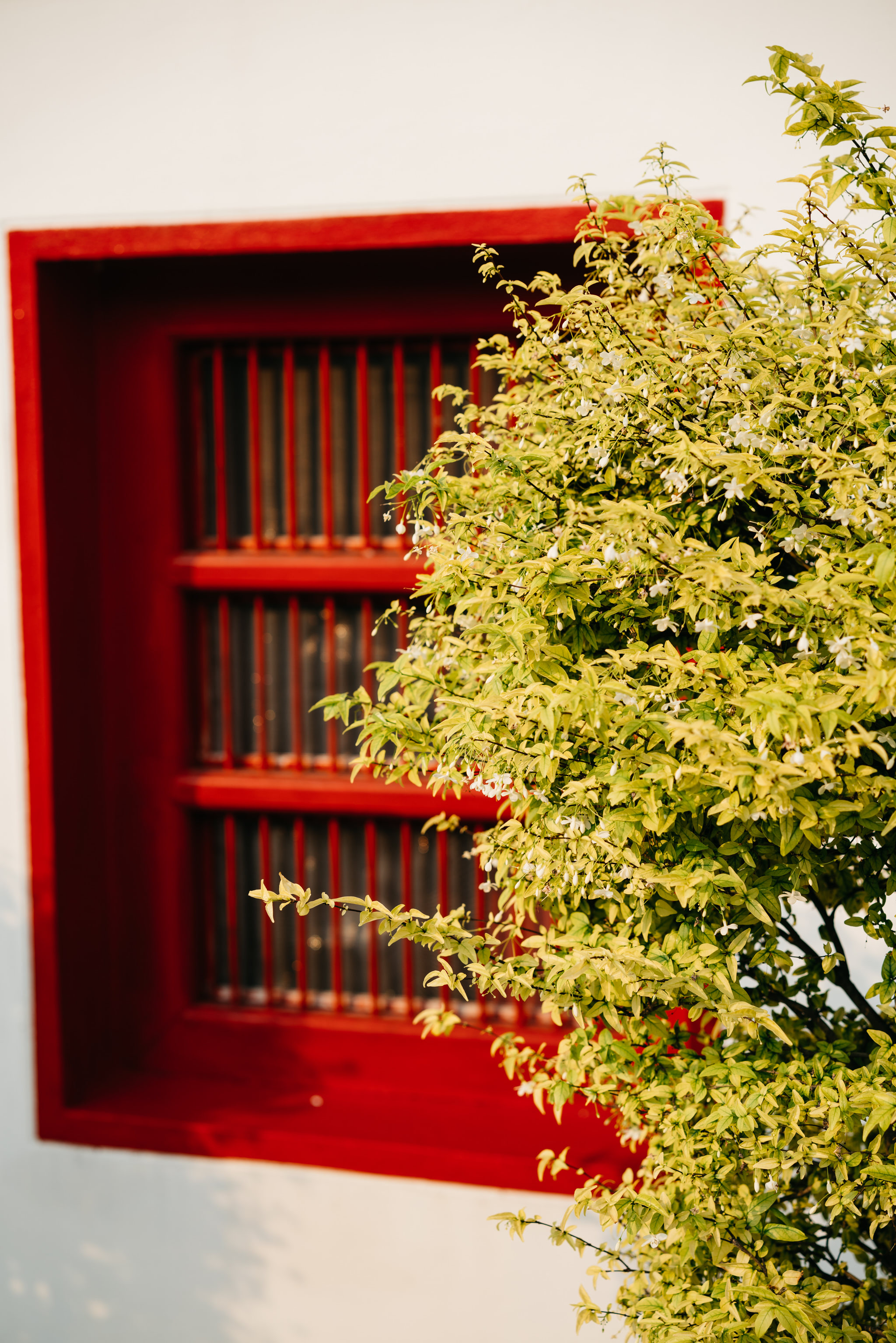 A flowering bush in front of a red window.