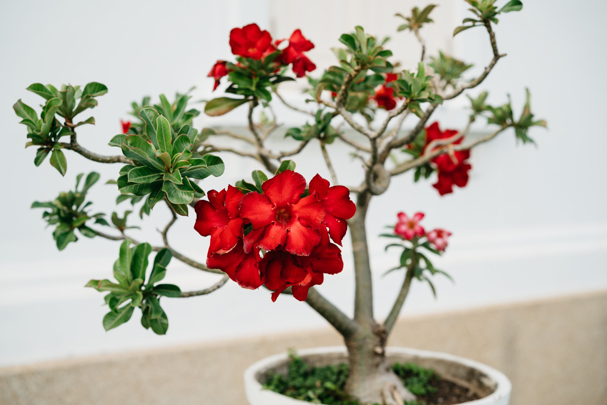 Red adenium obesum in a white pot.