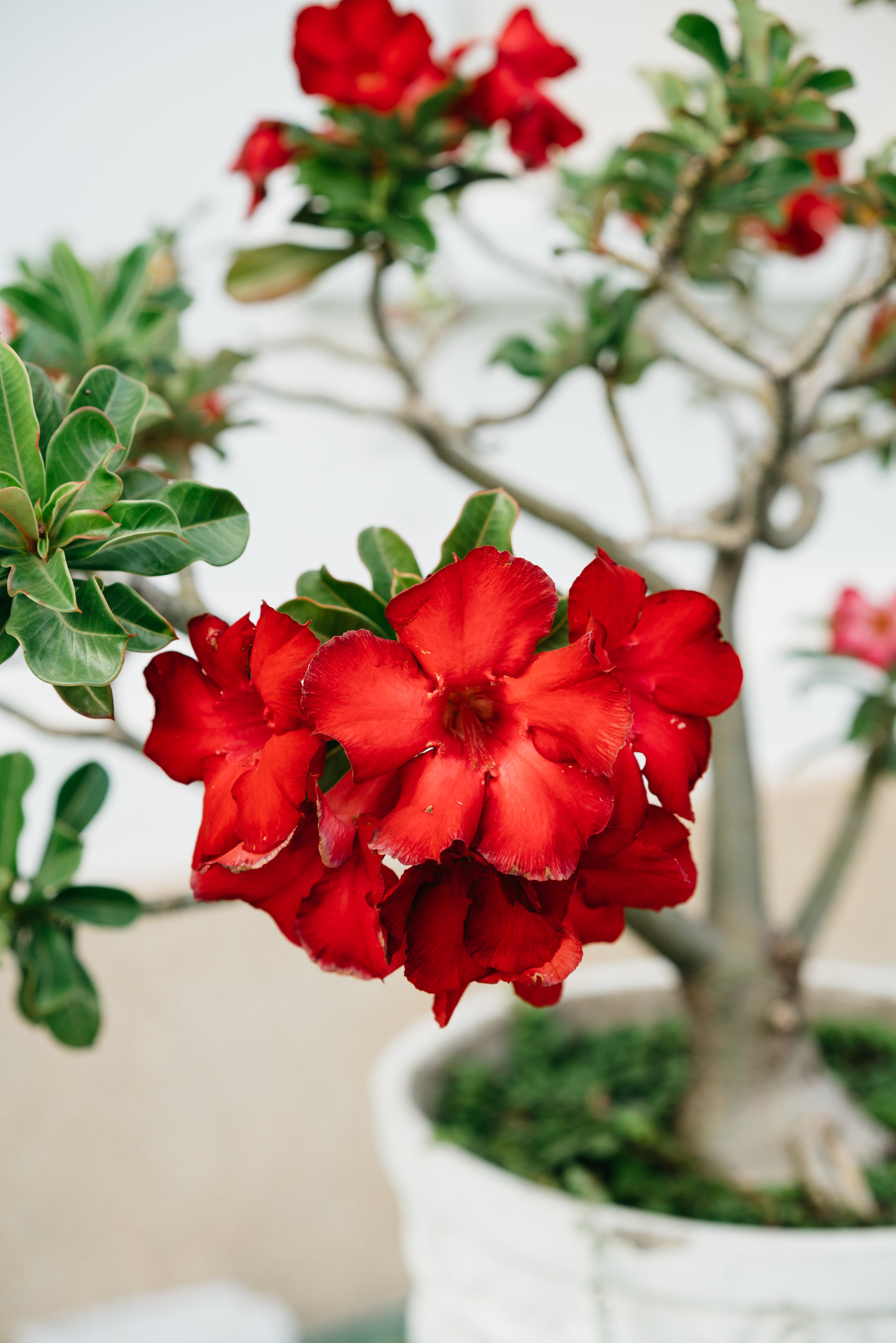 Close-up of vibrant red Adenium obesum flowers in a white pot.