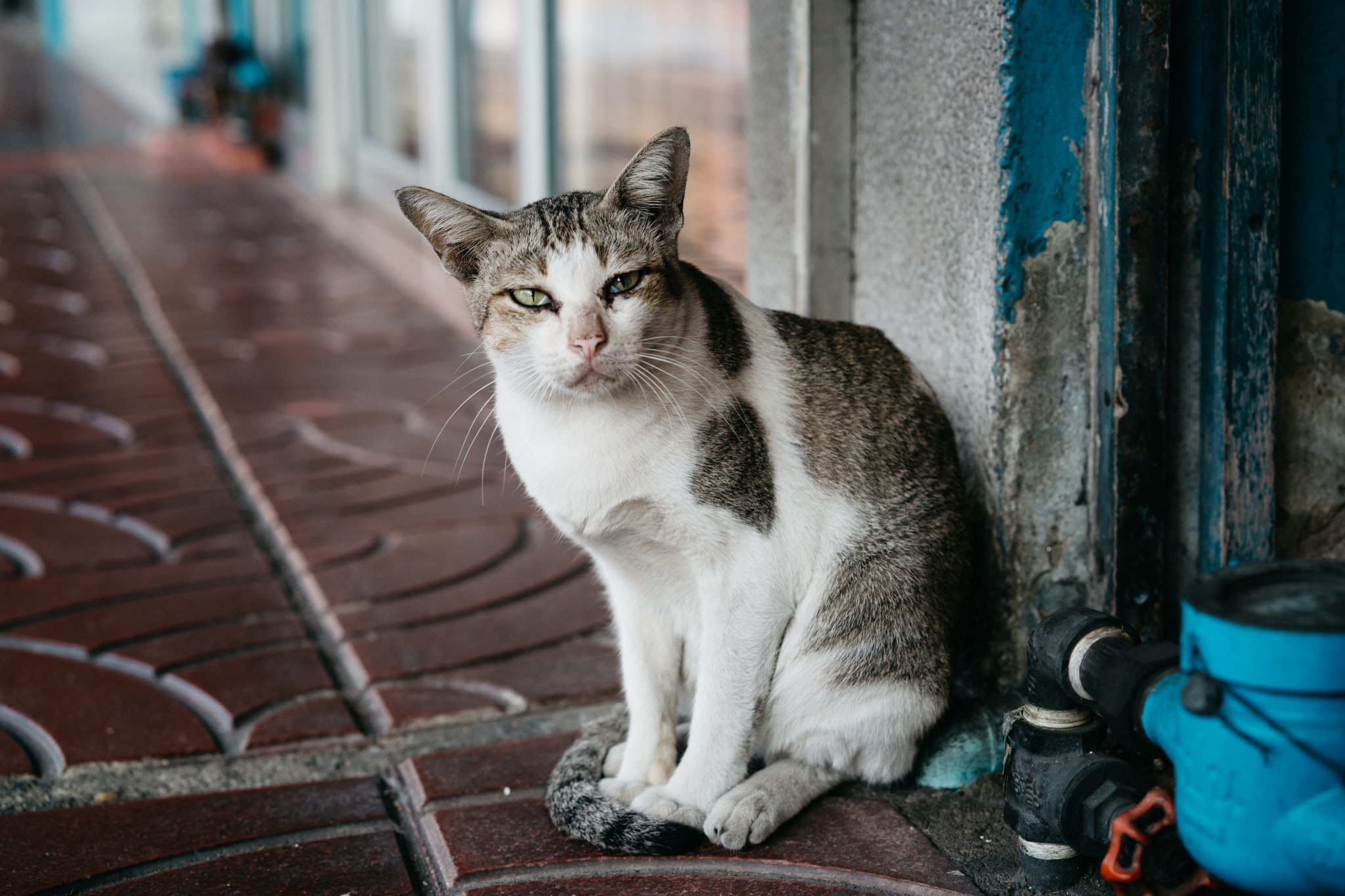 A grey and white cat sitting on a brick surface in Bangkok.