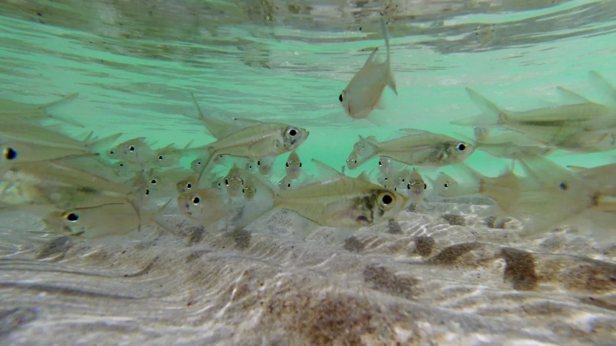 Underwater shot of a school of fish near a sandy bottom in Koh Kood, Thailand.