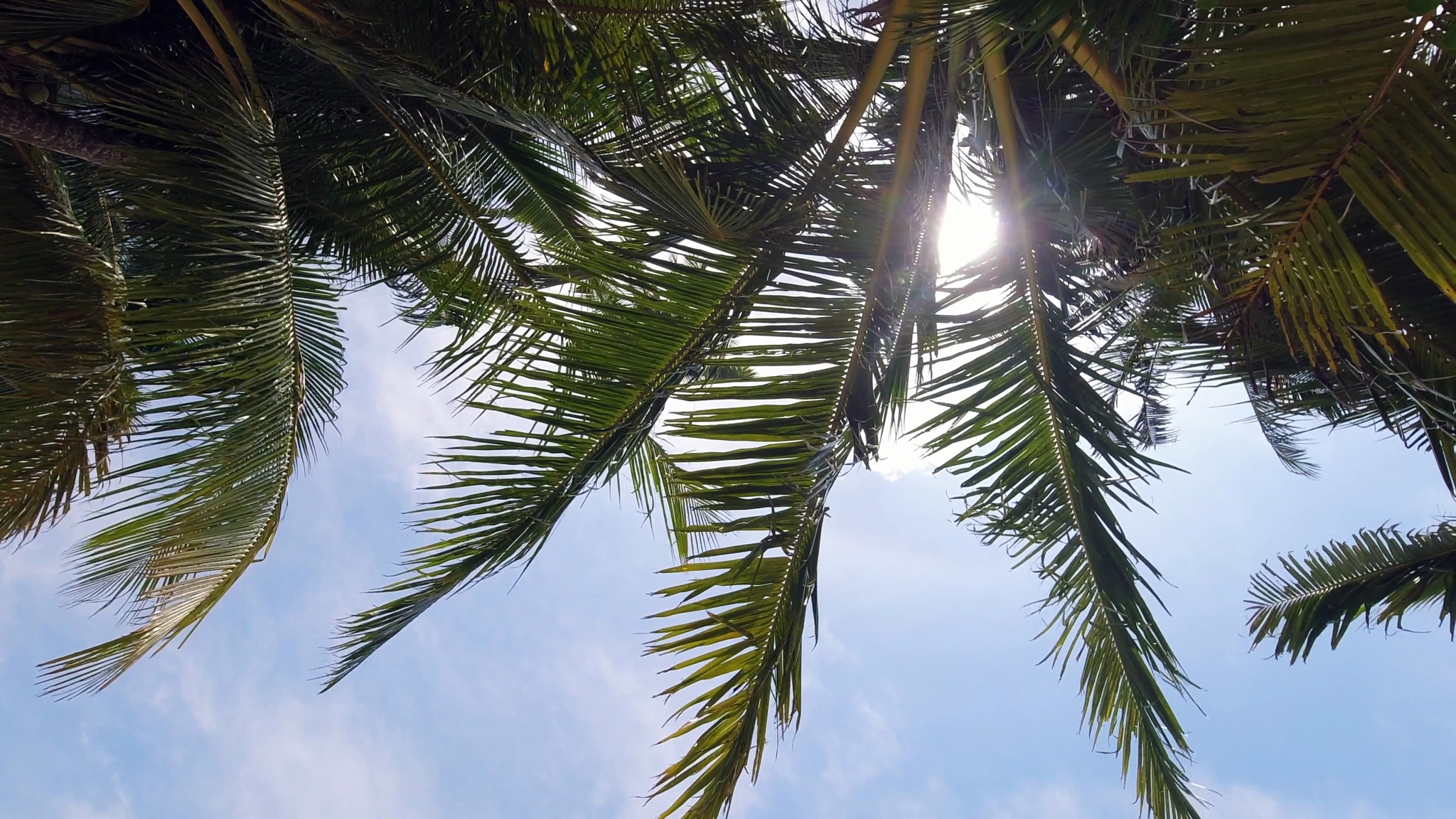 Low-angle view of palm fronds against a bright blue sky.