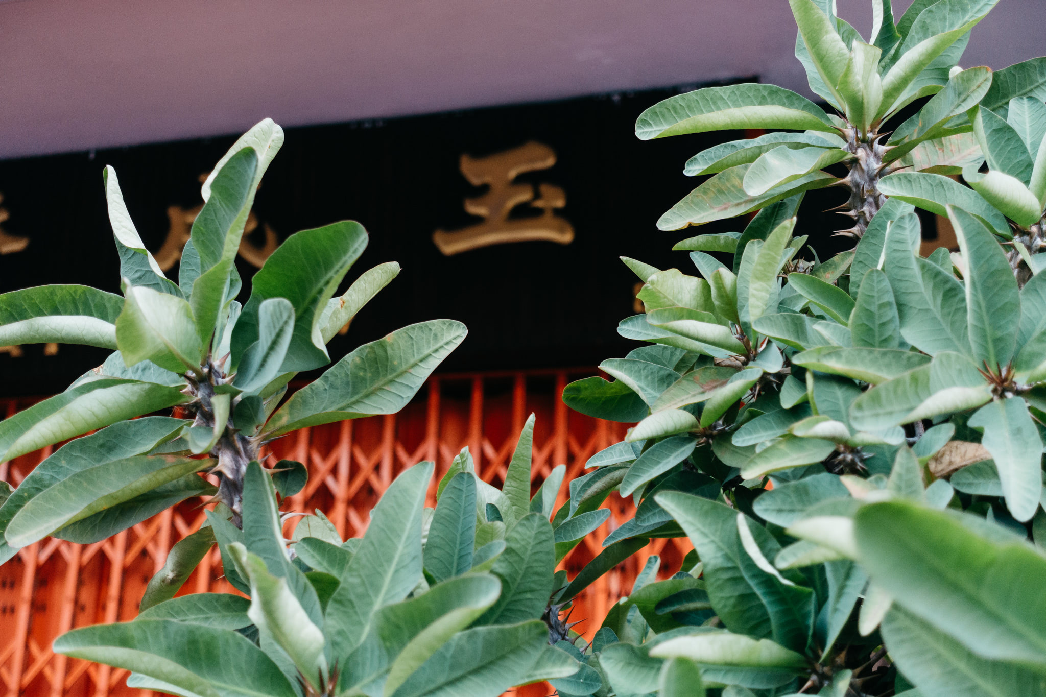 Close-up of lush green foliage partially obscuring a dark sign with gold Chinese characters and an orange metal gate.