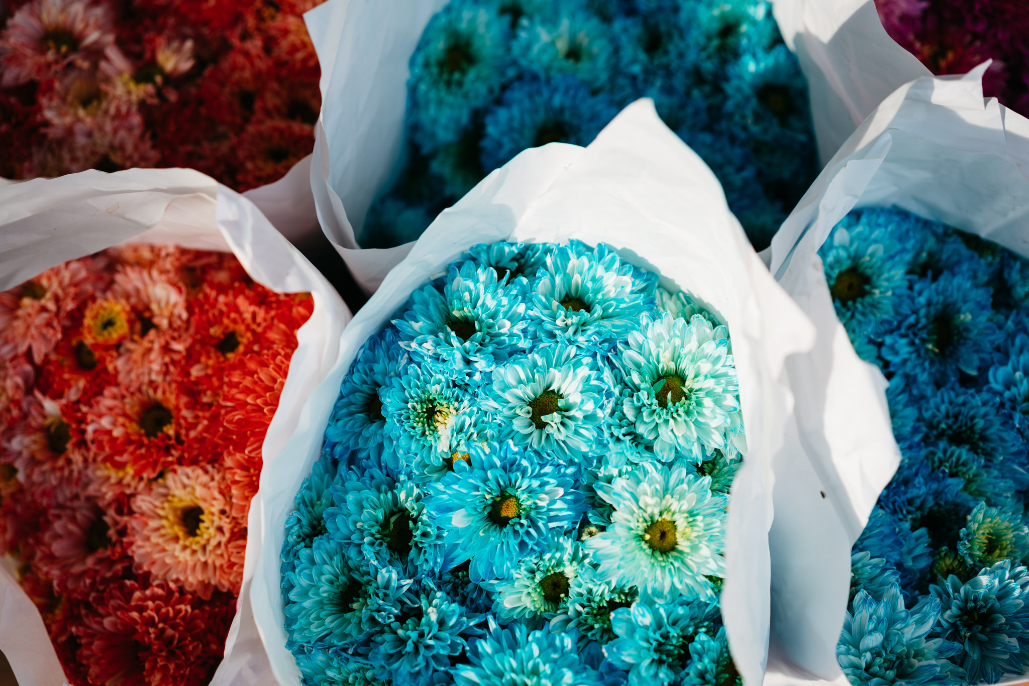 Close up of bunches of blue and orange chrysanthemum flowers wrapped in white paper at a market.
