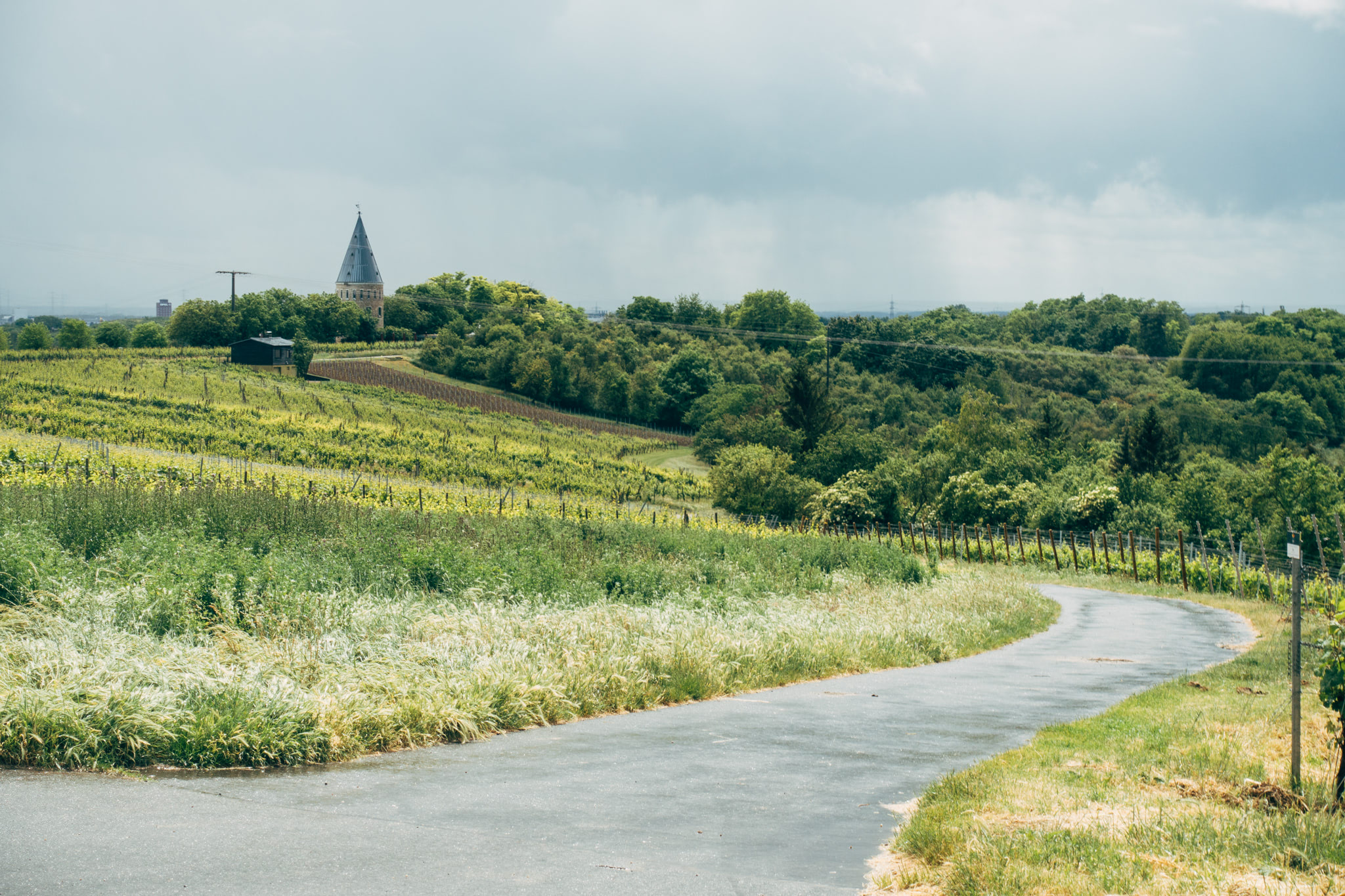 Asphalt road curves through vineyard and green hillside towards a tower.