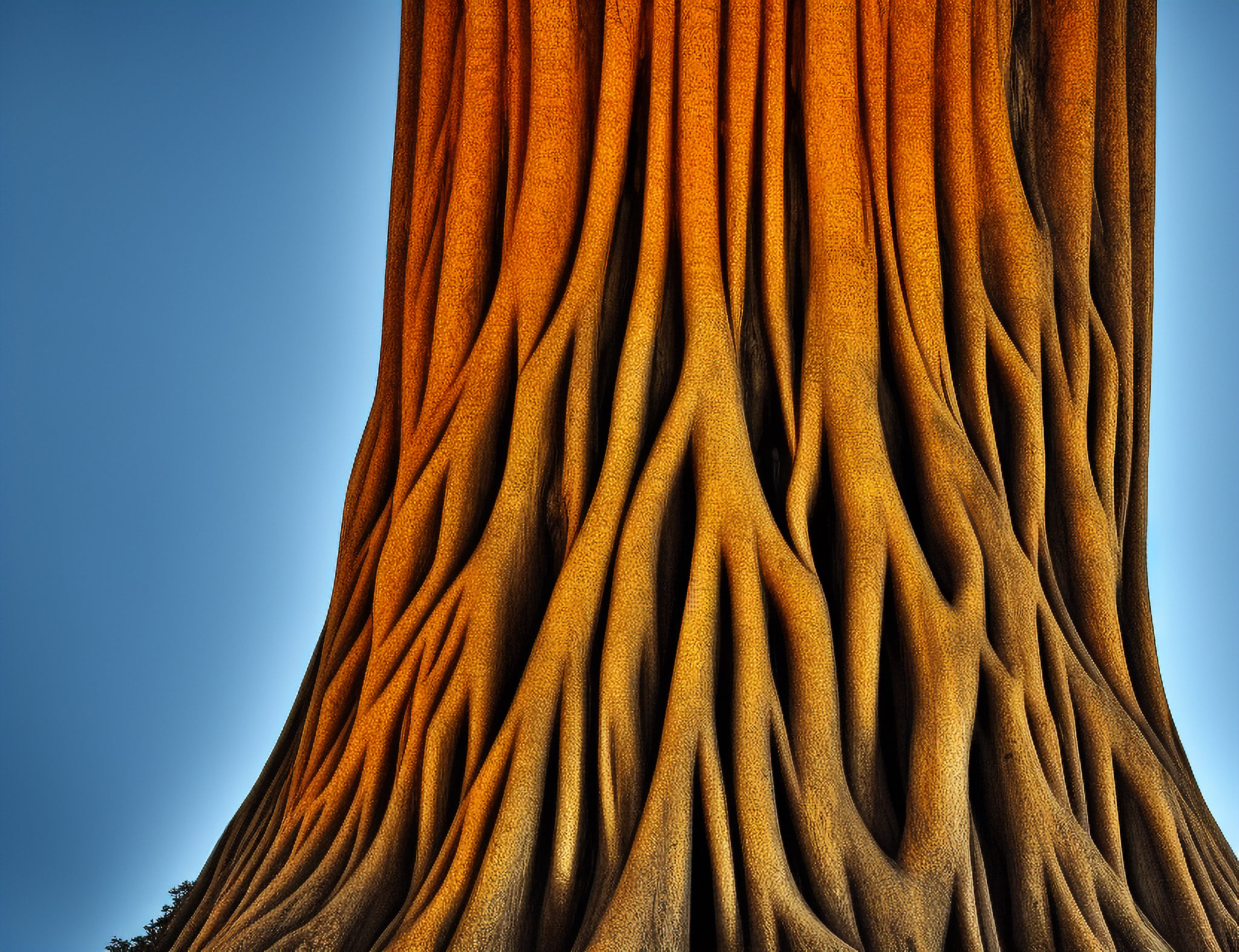 Close-up of tree trunk with large, textured roots.