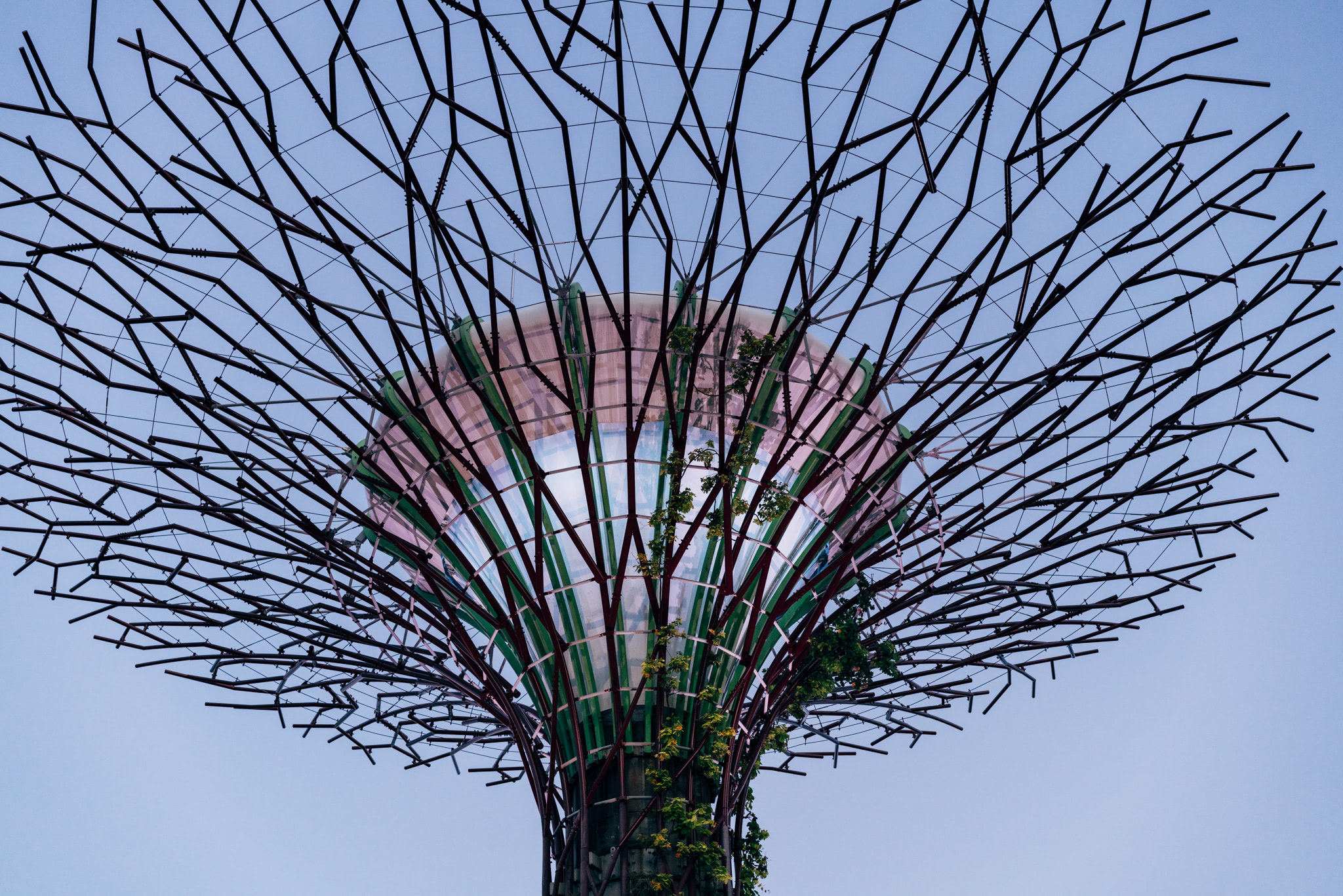 Low-angle view of a Supertree Grove structure in Singapore.