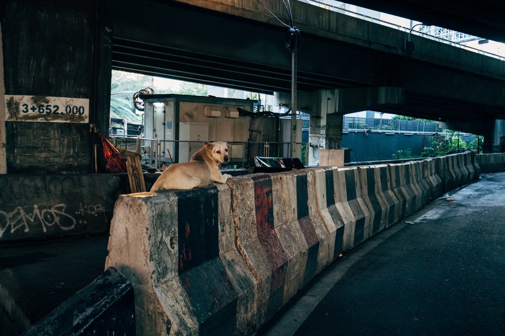 A light brown dog sits on a concrete barrier under a highway overpass.