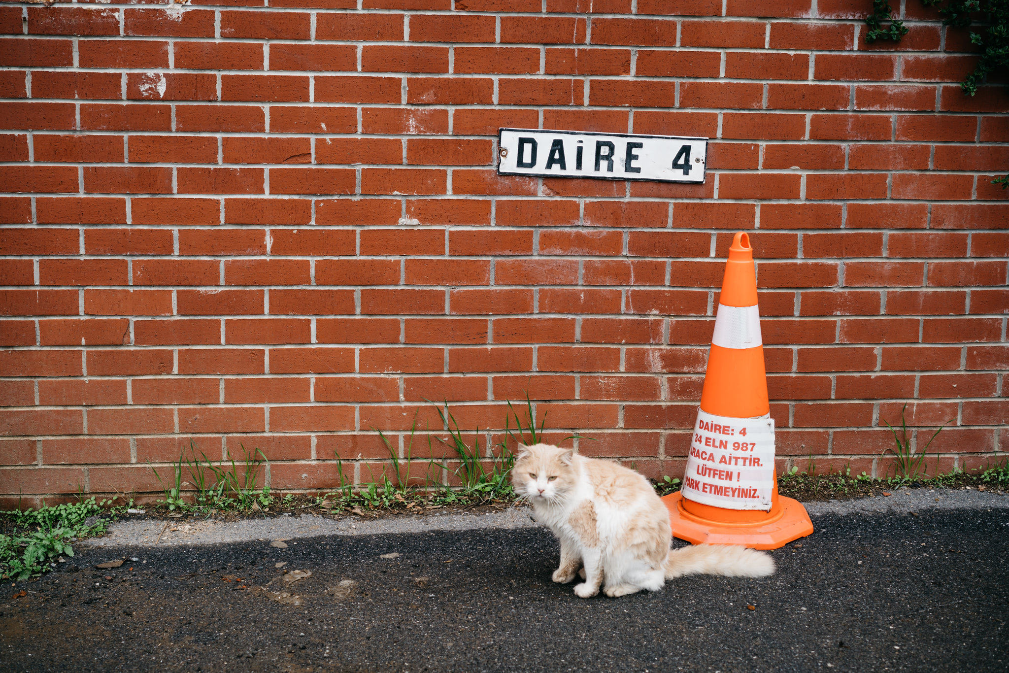 Orange traffic cone with Turkish text next to a tan cat sitting in front of a brick wall.