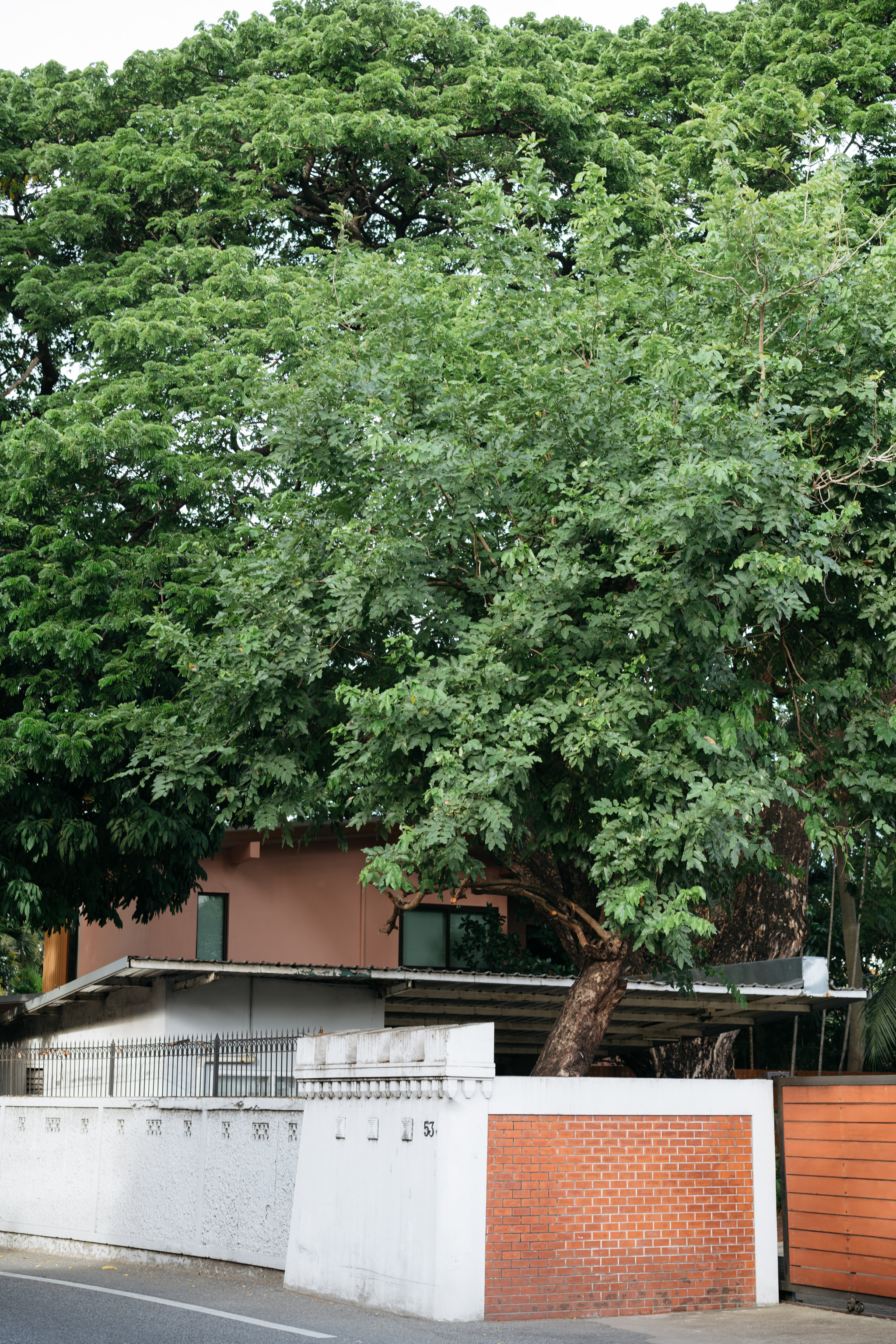 Large green tree partially obscuring a house and wall; part of the wall is white concrete, the other part is red brick.