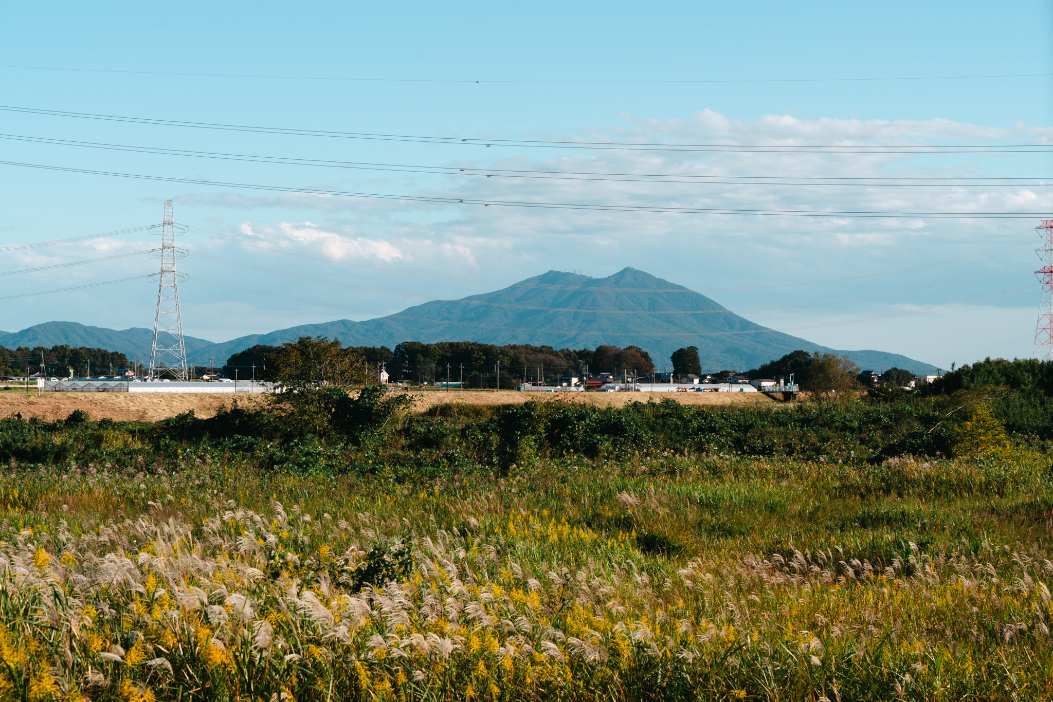 Coastal landscape with wildflowers in the foreground and mountains in the distance.