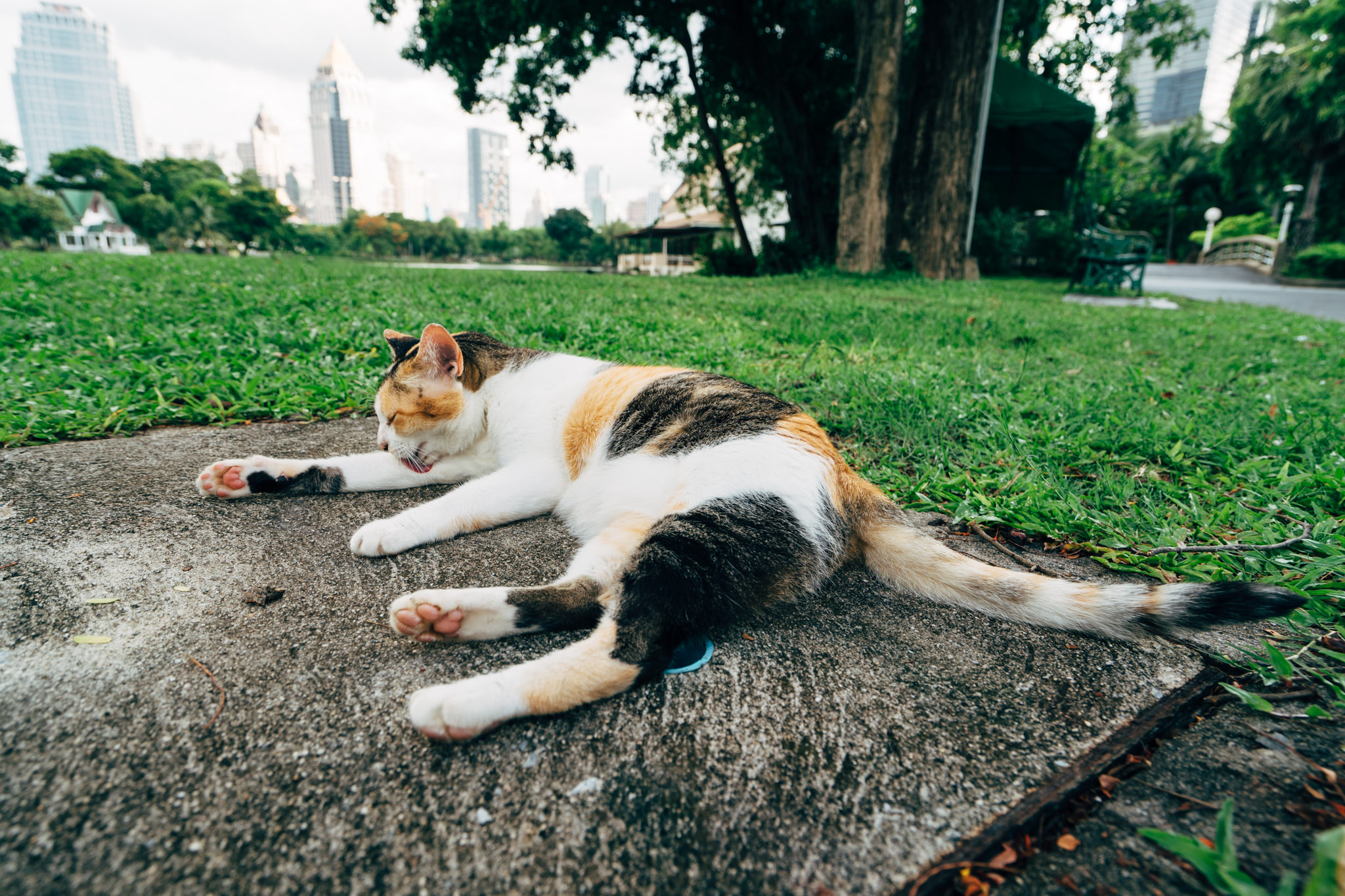 Calico cat grooming itself on a sidewalk in a park with a city skyline in the background.