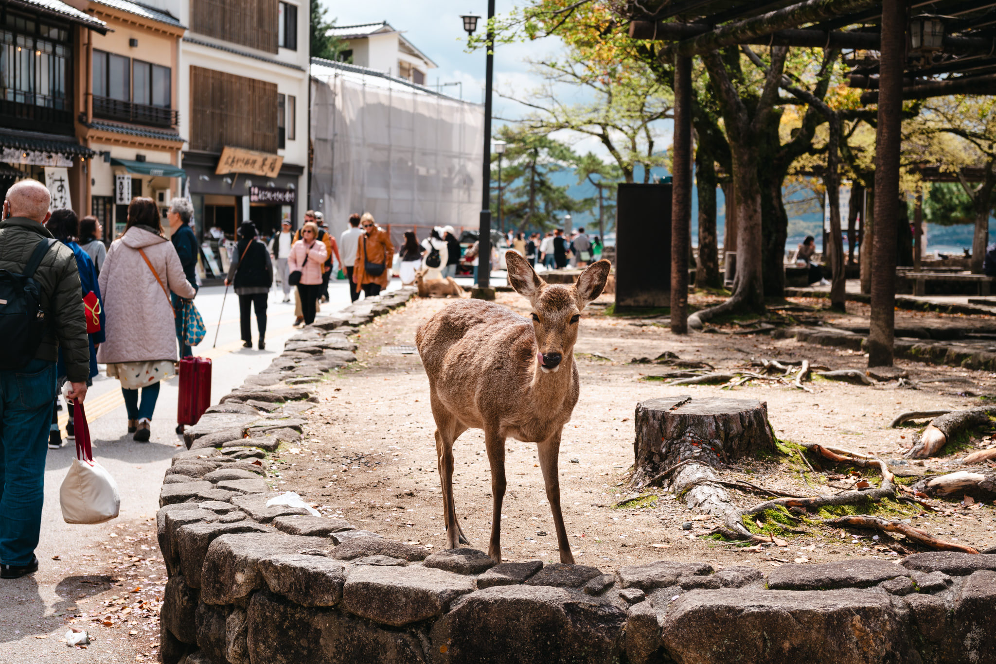 A deer stands on a stone wall in Miyajima, Japan, on a sunny day.
