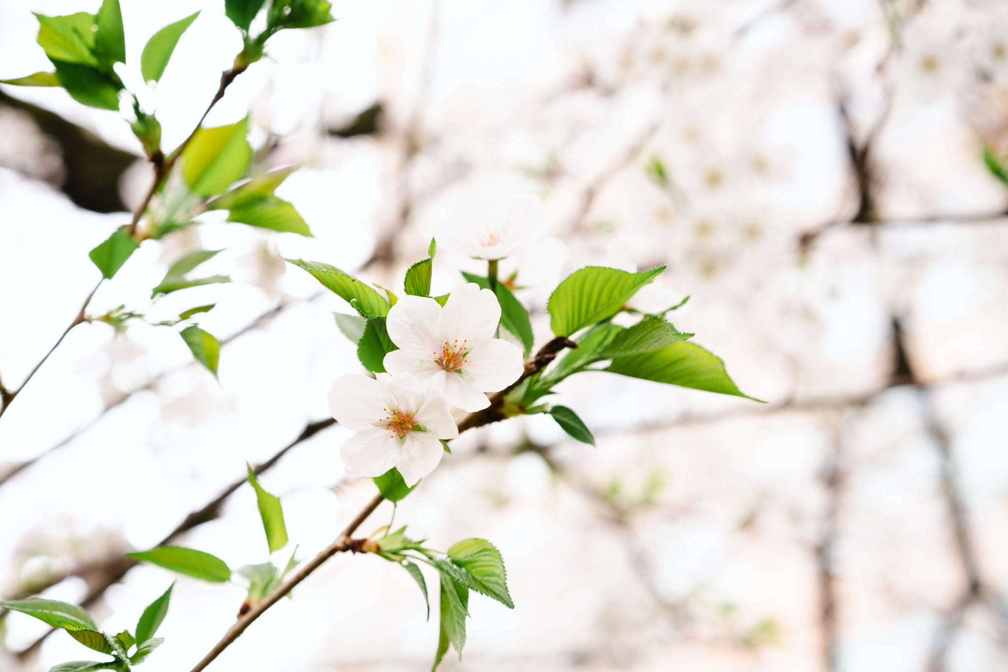 Close-up of two white cherry blossoms with green leaves, blurred background of more blossoms.