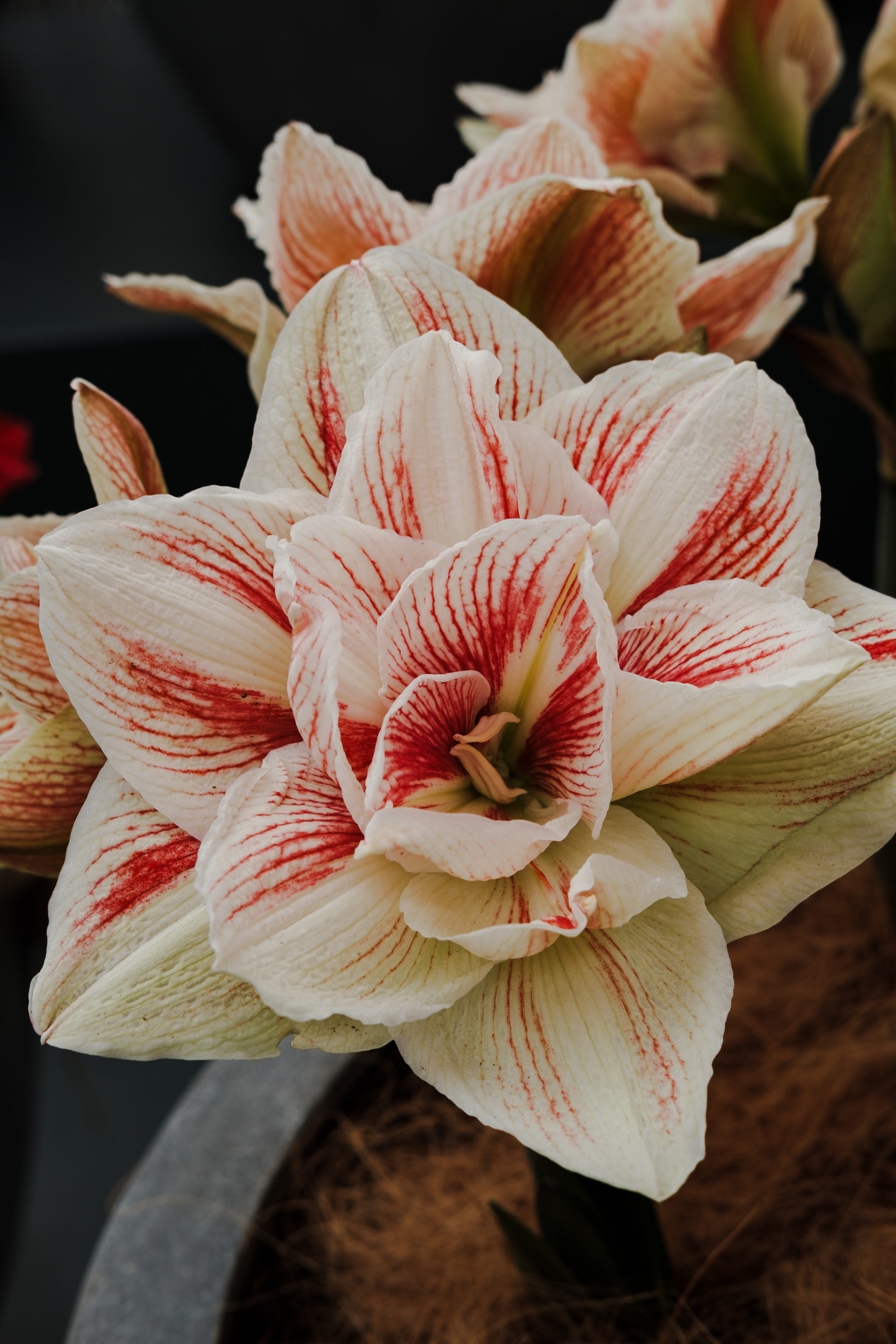 Close-up of an amaryllis flower with white petals and red stripes.