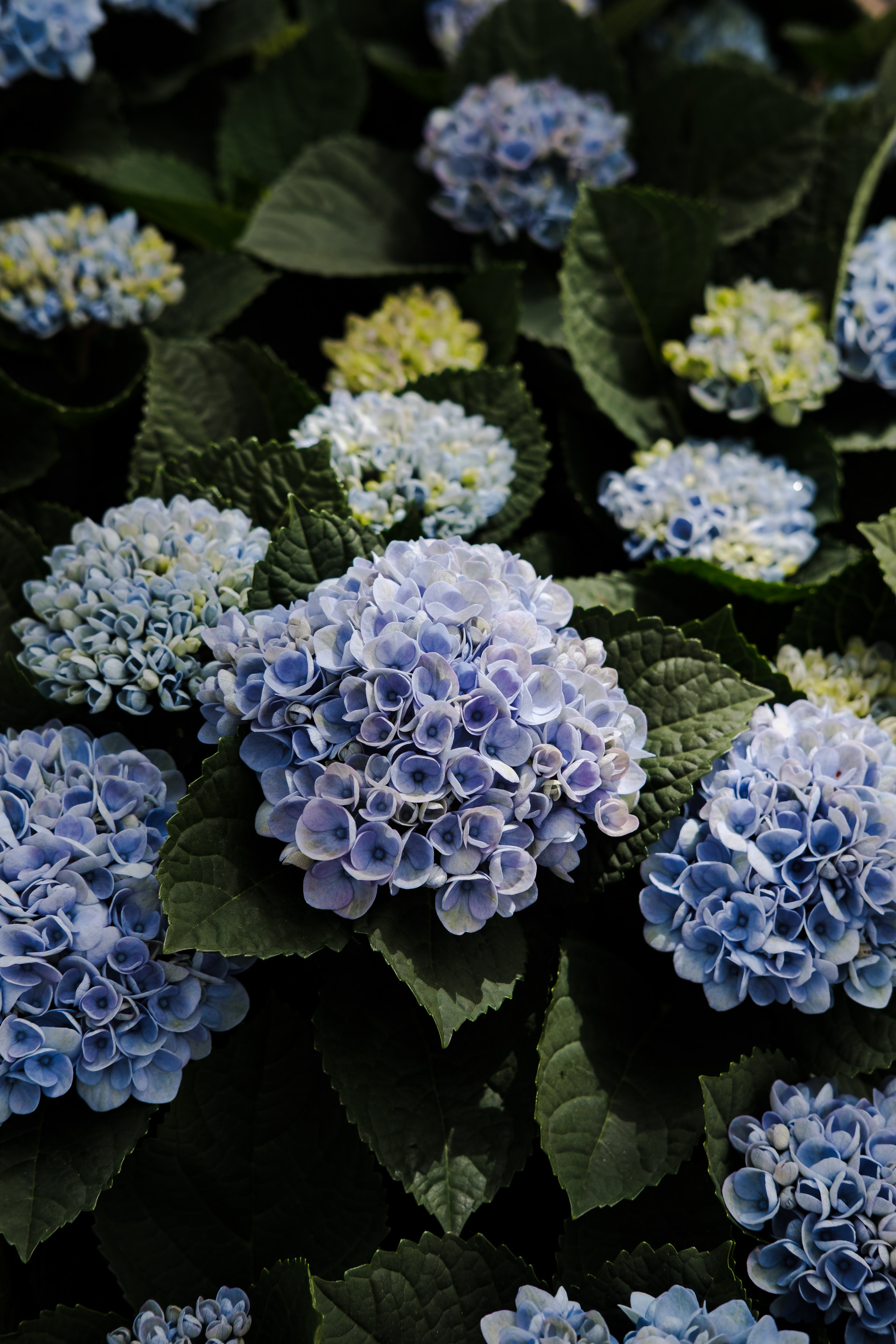 Close-up of blue hydrangea blossoms surrounded by green leaves.
