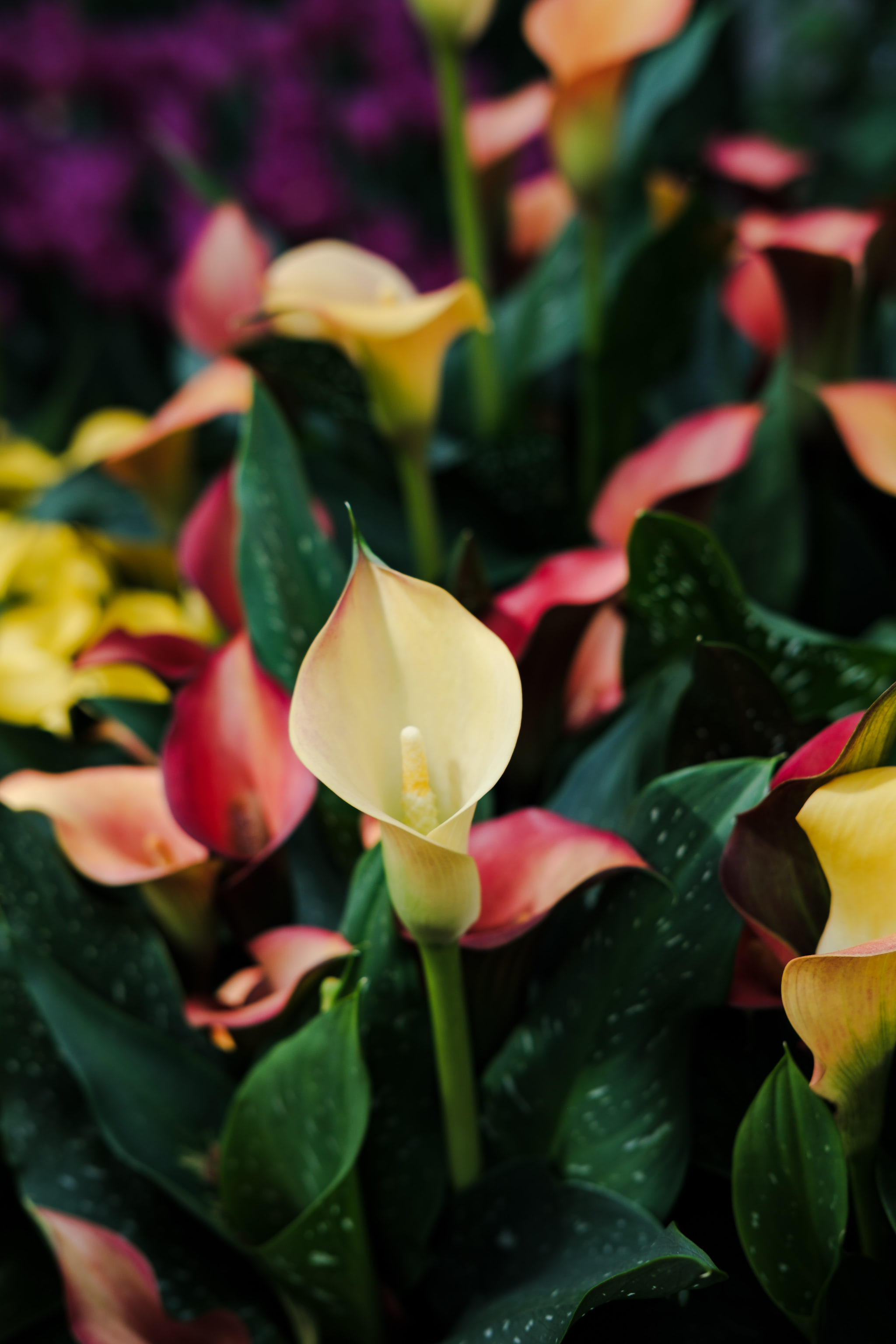 Close-up of colorful calla lilies with green leaves.