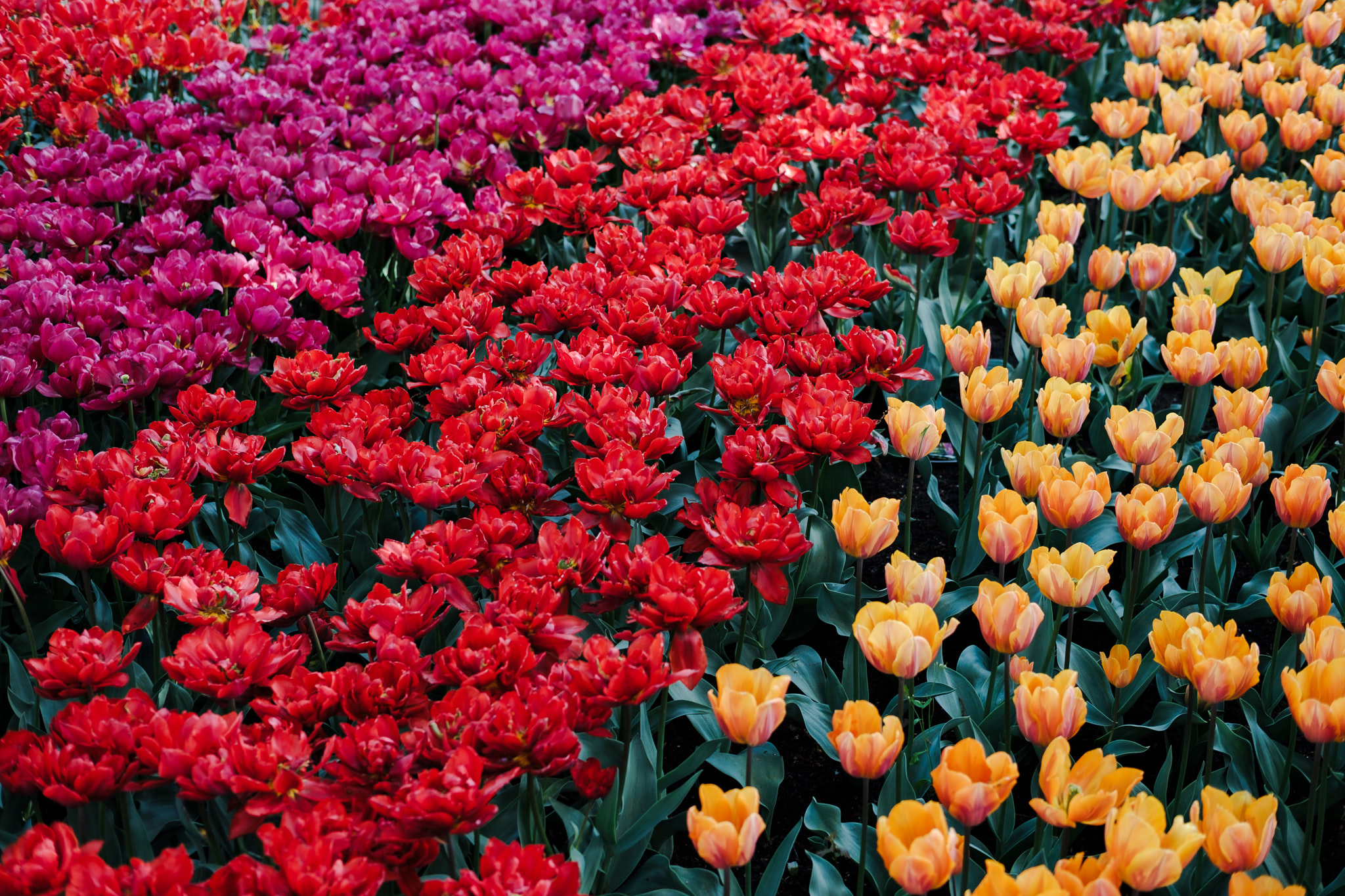 Field of colorful tulips, with rows of pink, red, and yellow-orange blooms. The flowers are densely packed, with green leaves.