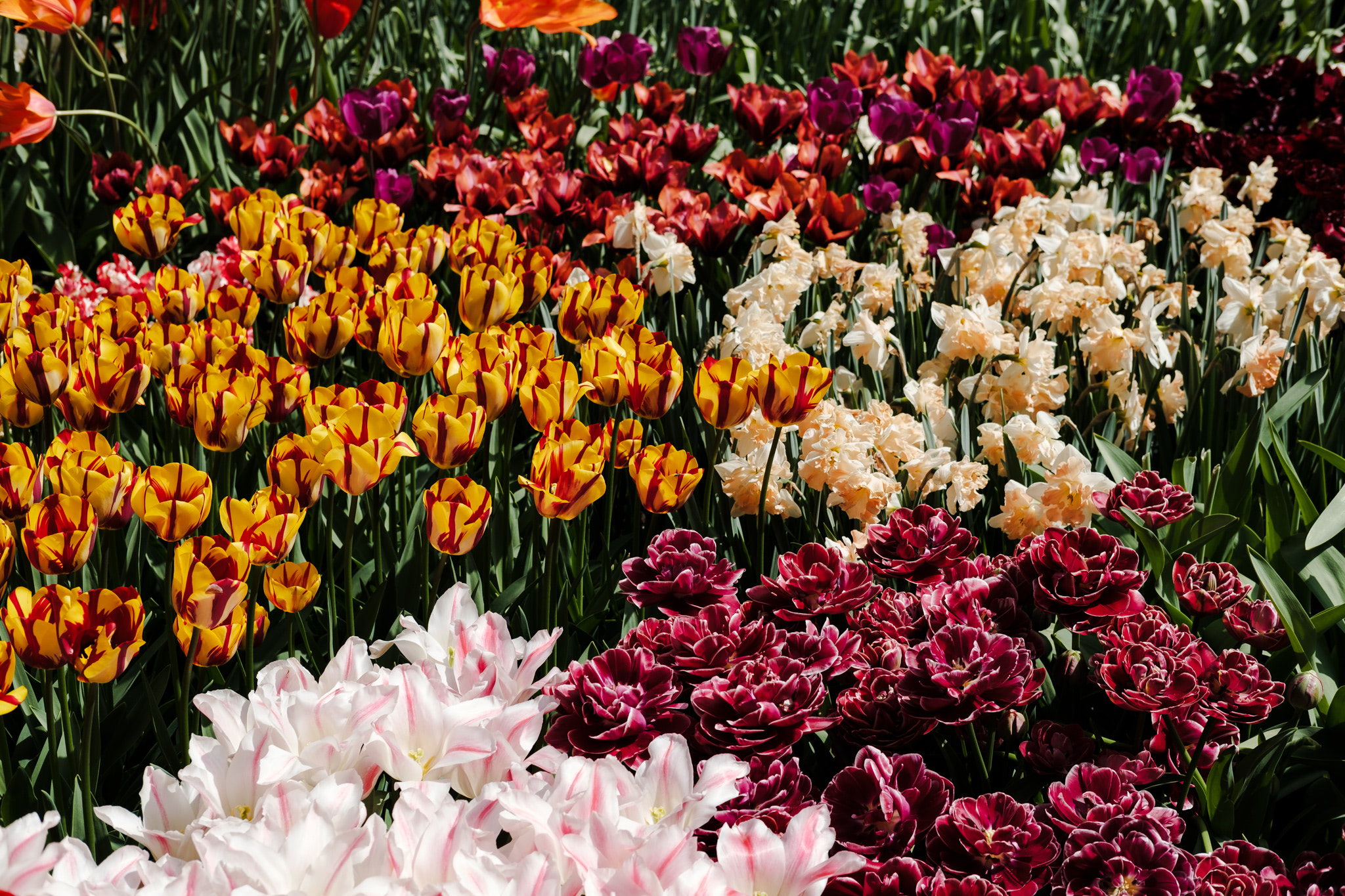 Colorful flowerbed of tulips and daffodils.