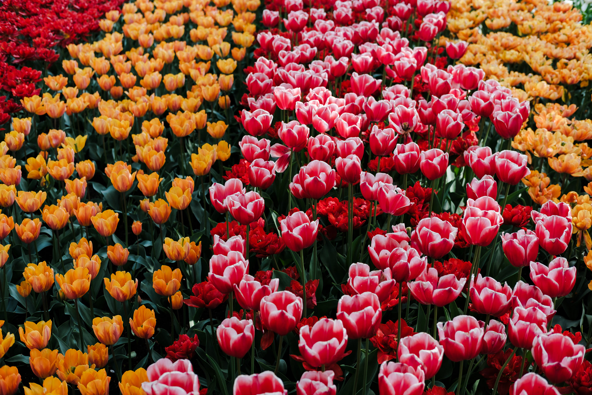 Field of red, orange, and red-and-white tulips.