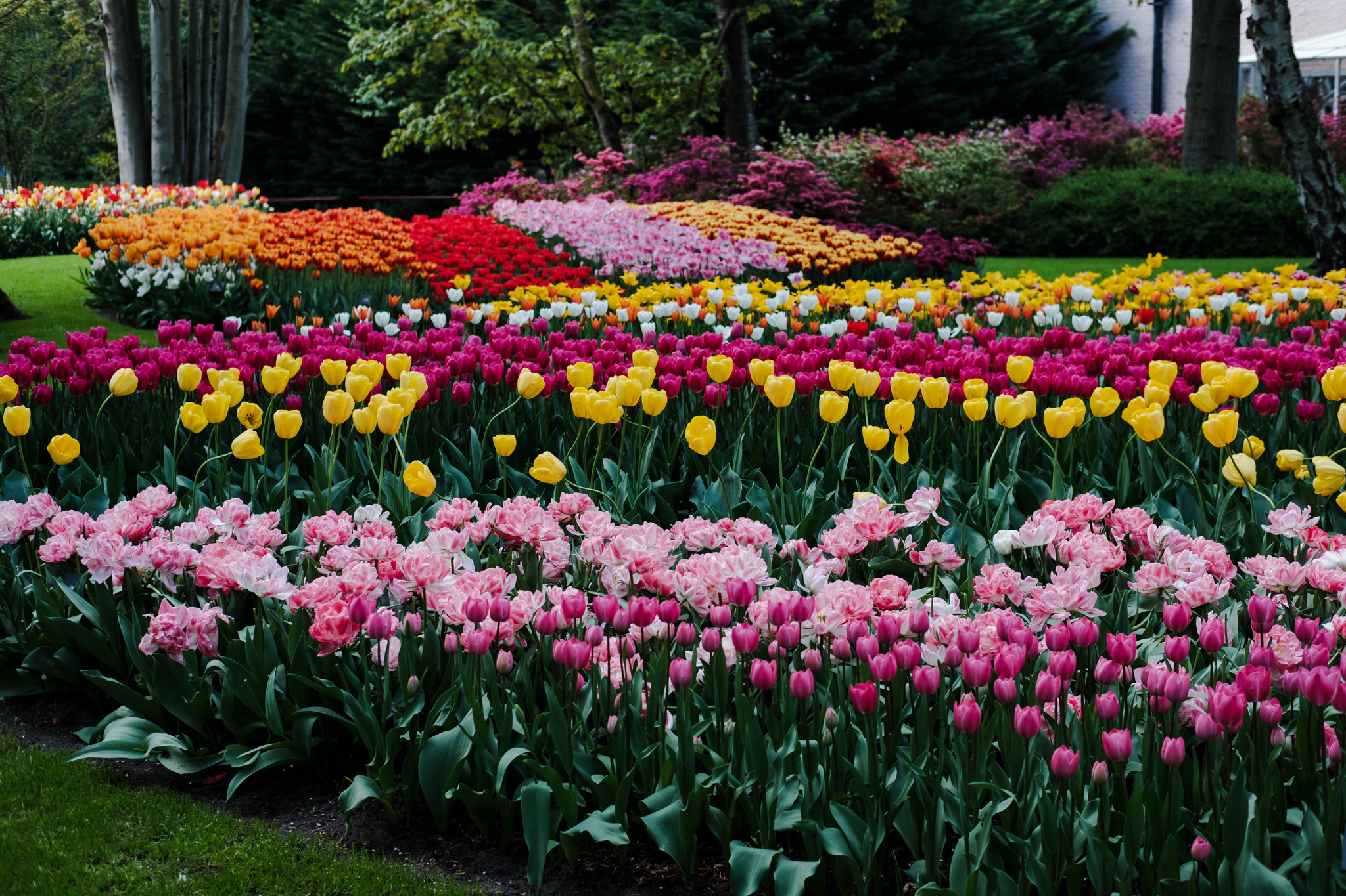 Flowerbed of colorful tulips.