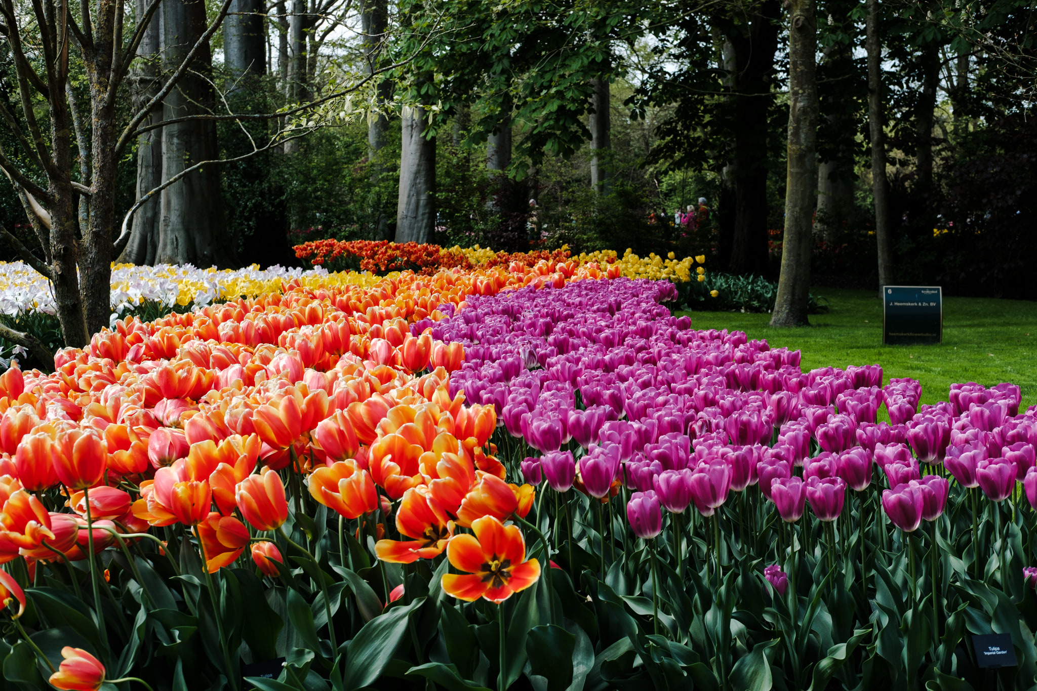 Rows of colorful tulips in a garden setting.